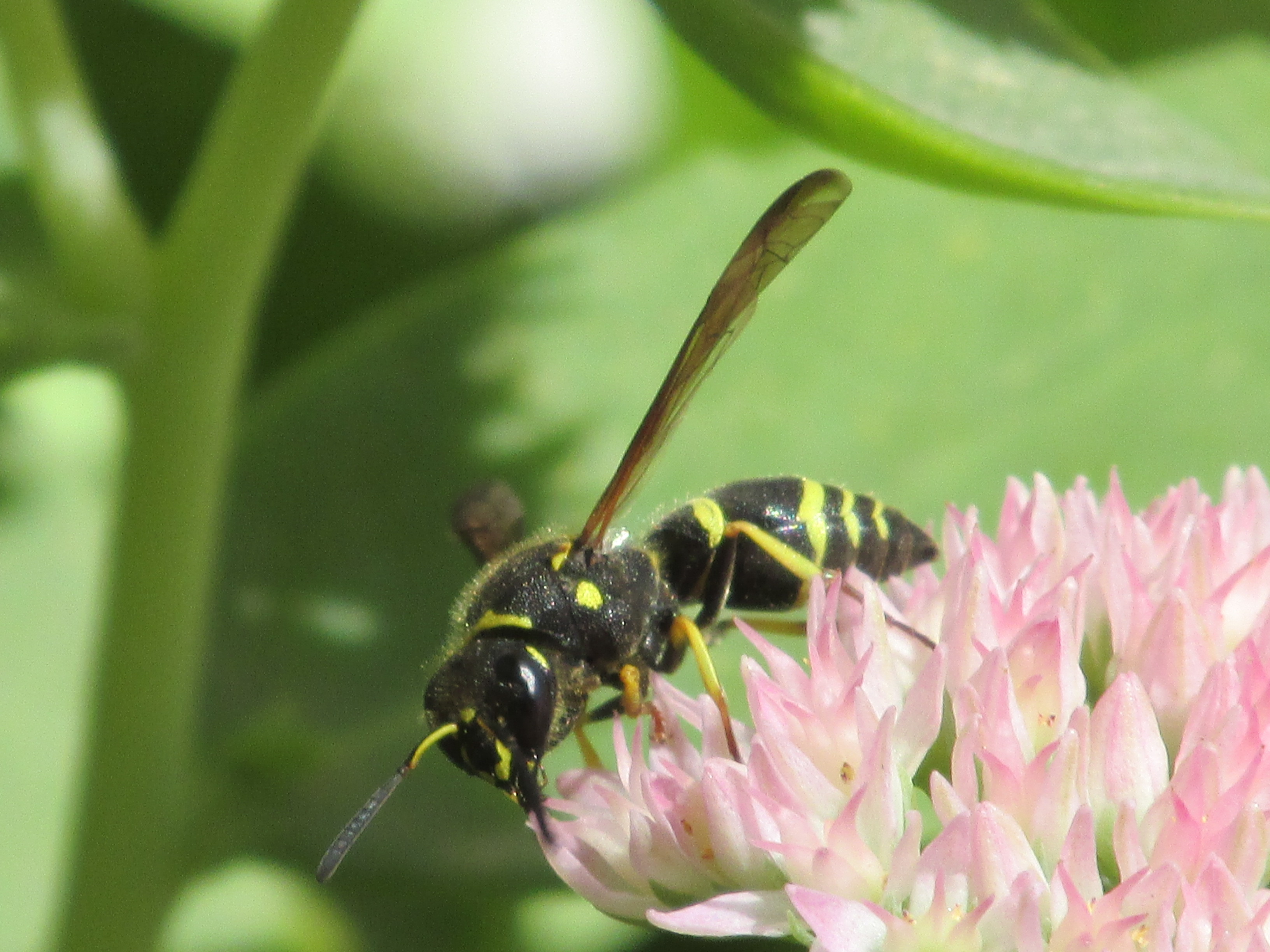 Are these wasps? #265845 - Ask Extension