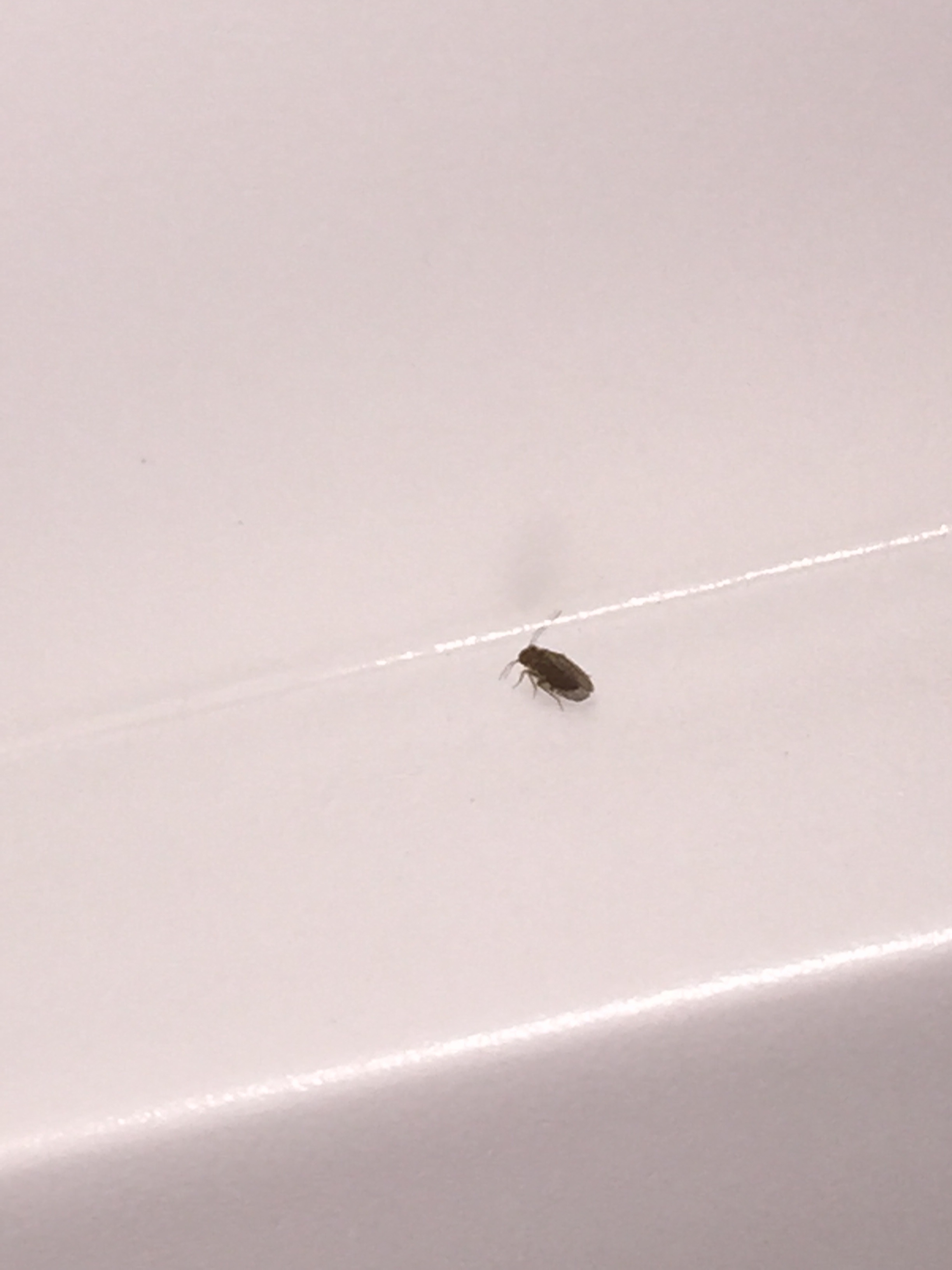 Small Black Bugs Around Windowsill What Are They 286259 Ask Extension