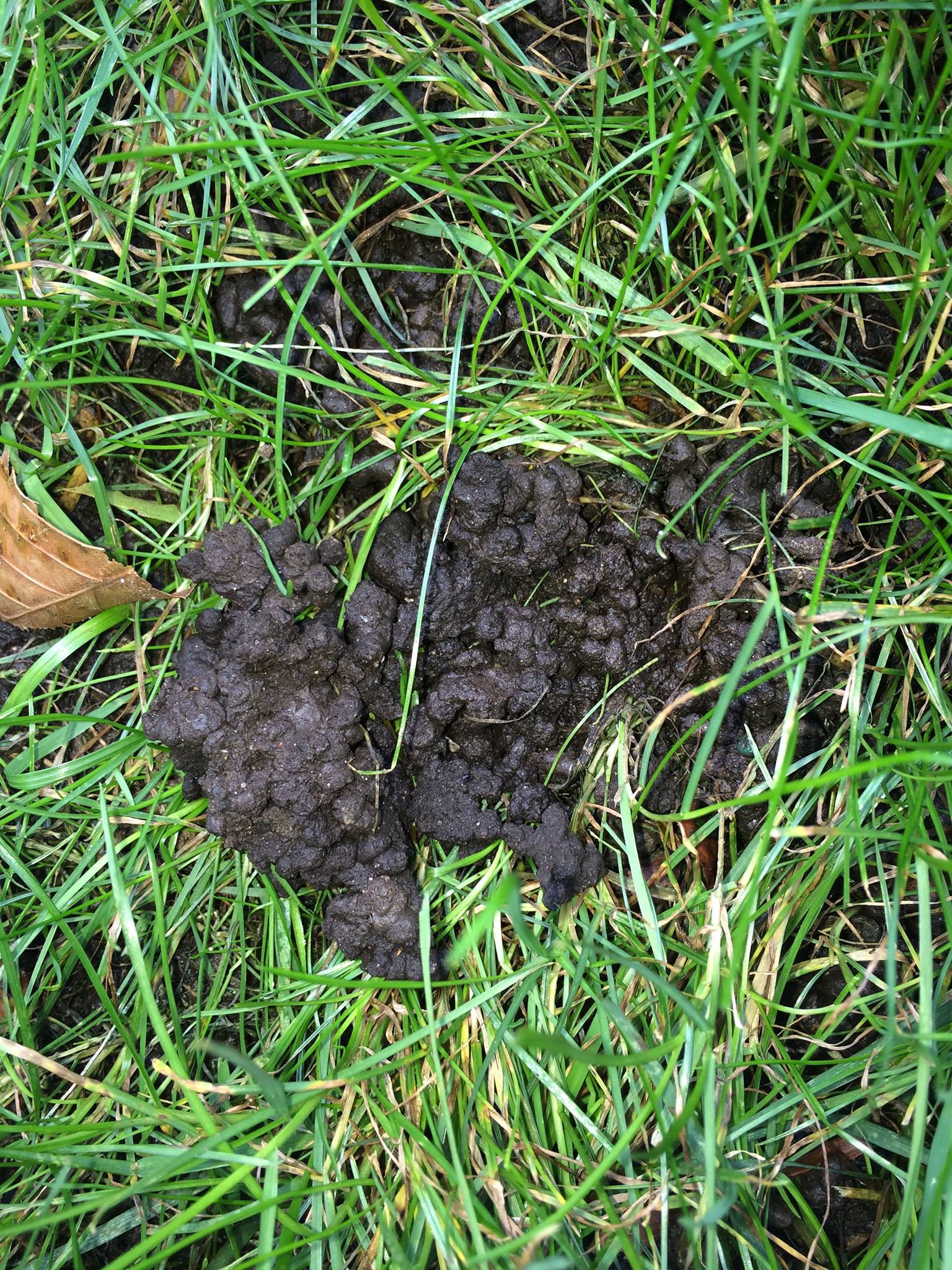 Moles, voles, or earthworm poop? #291730 - Ask Extension