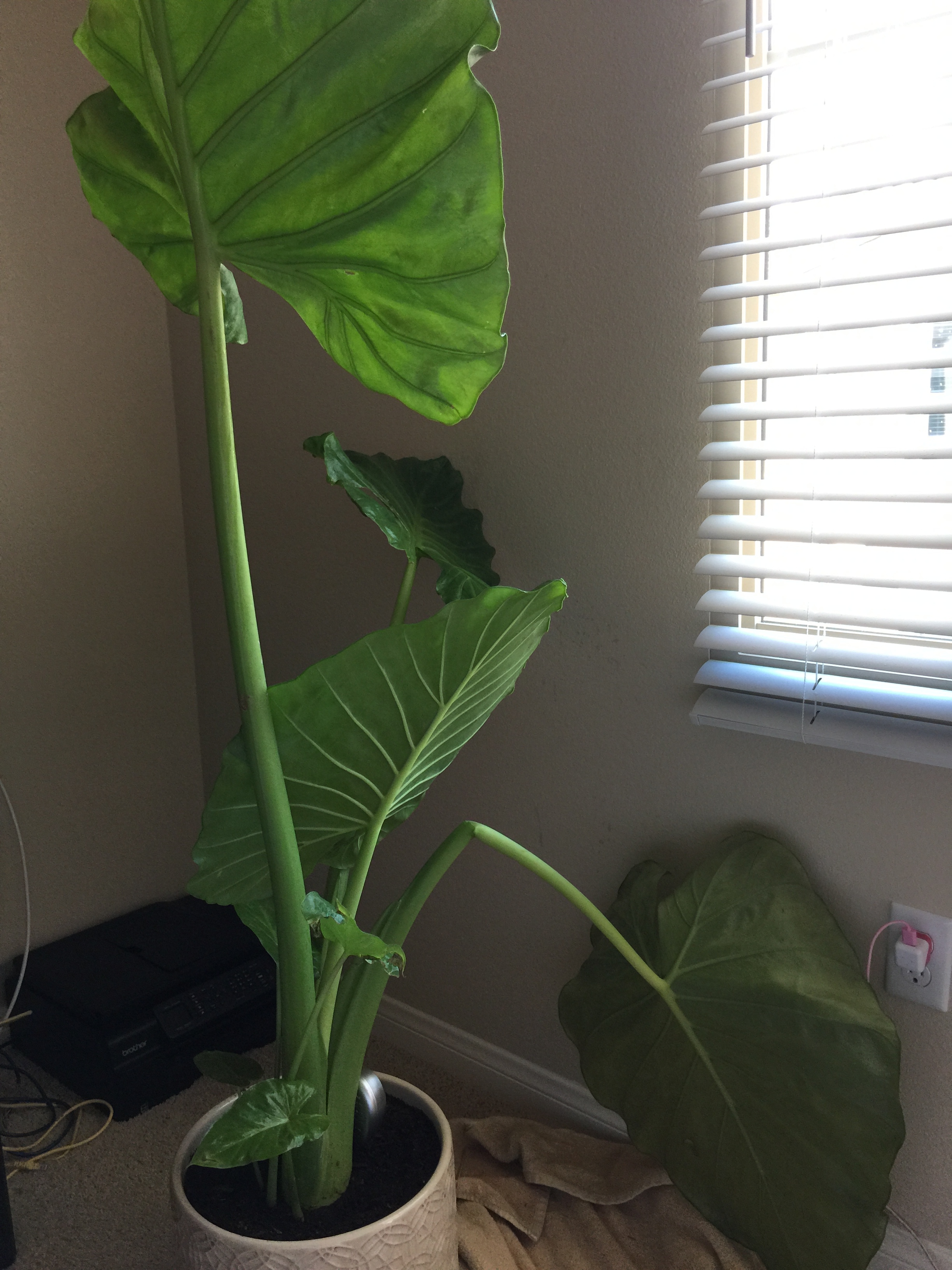 What is wrong with my elephant ear plant? #283045 - Ask Extension