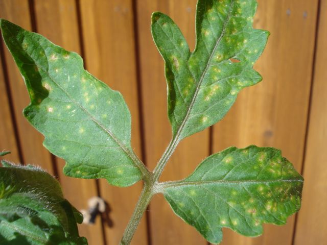 South along it's useless yellow spots on tomato plant leaves Warehouse ...