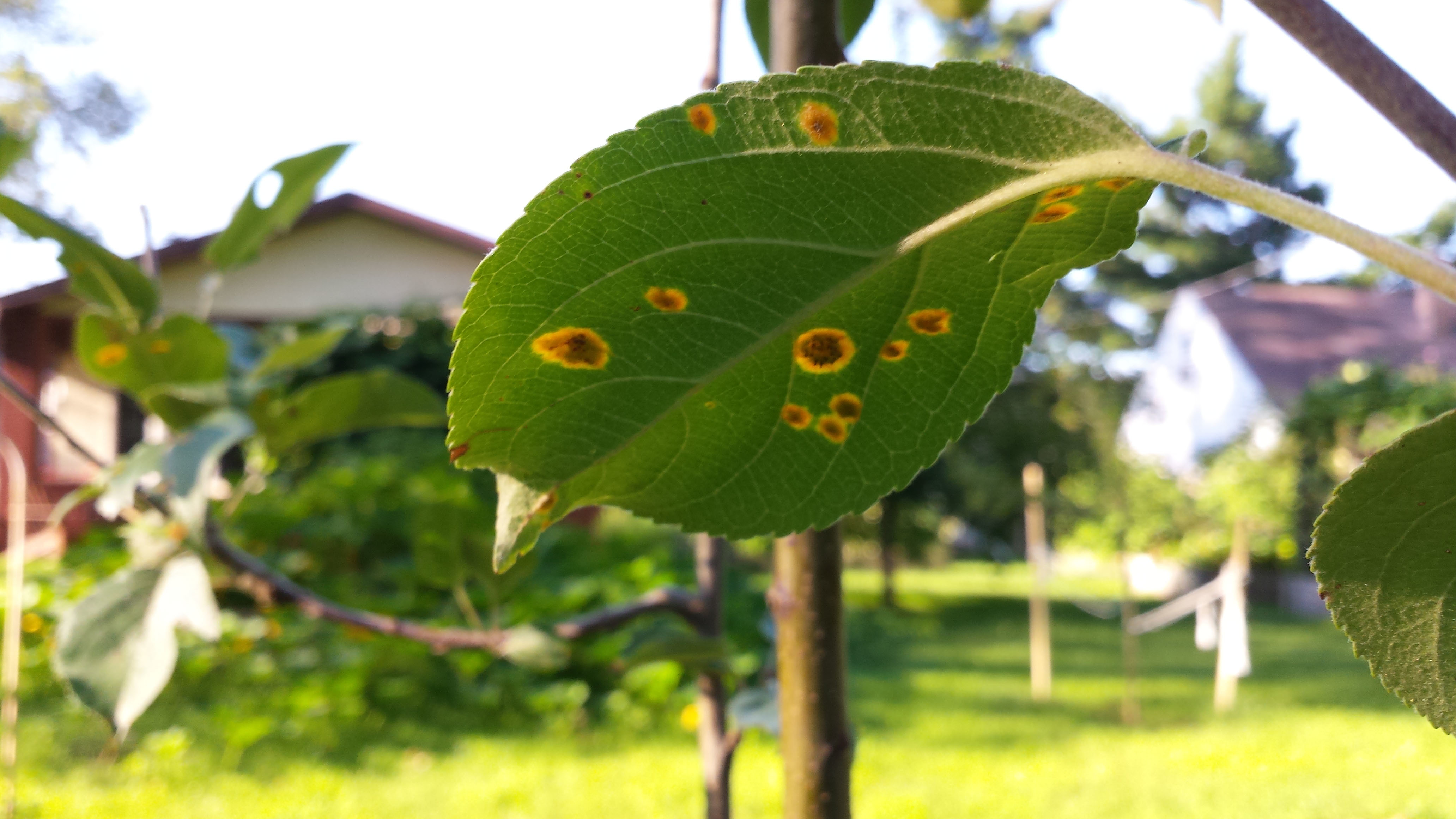 apple tree microbial attack #264224 - Ask Extension