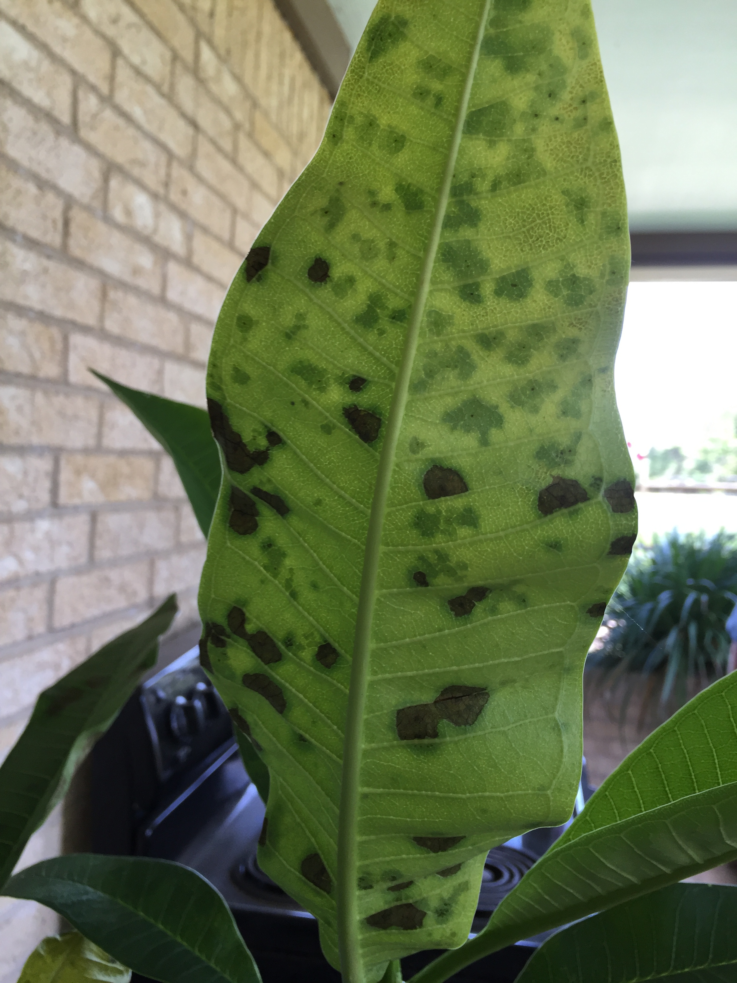 Plumeria Leaf Spot 326400 Ask Extension