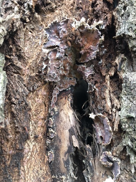 Fungus on trunk of willow tree #317696 - Ask Extension