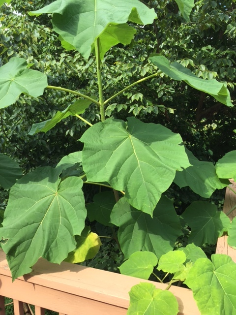 trees with big leaves and long pods