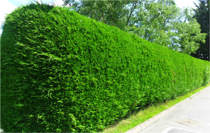 Ideal hedge plant #356970 - Ask Extension