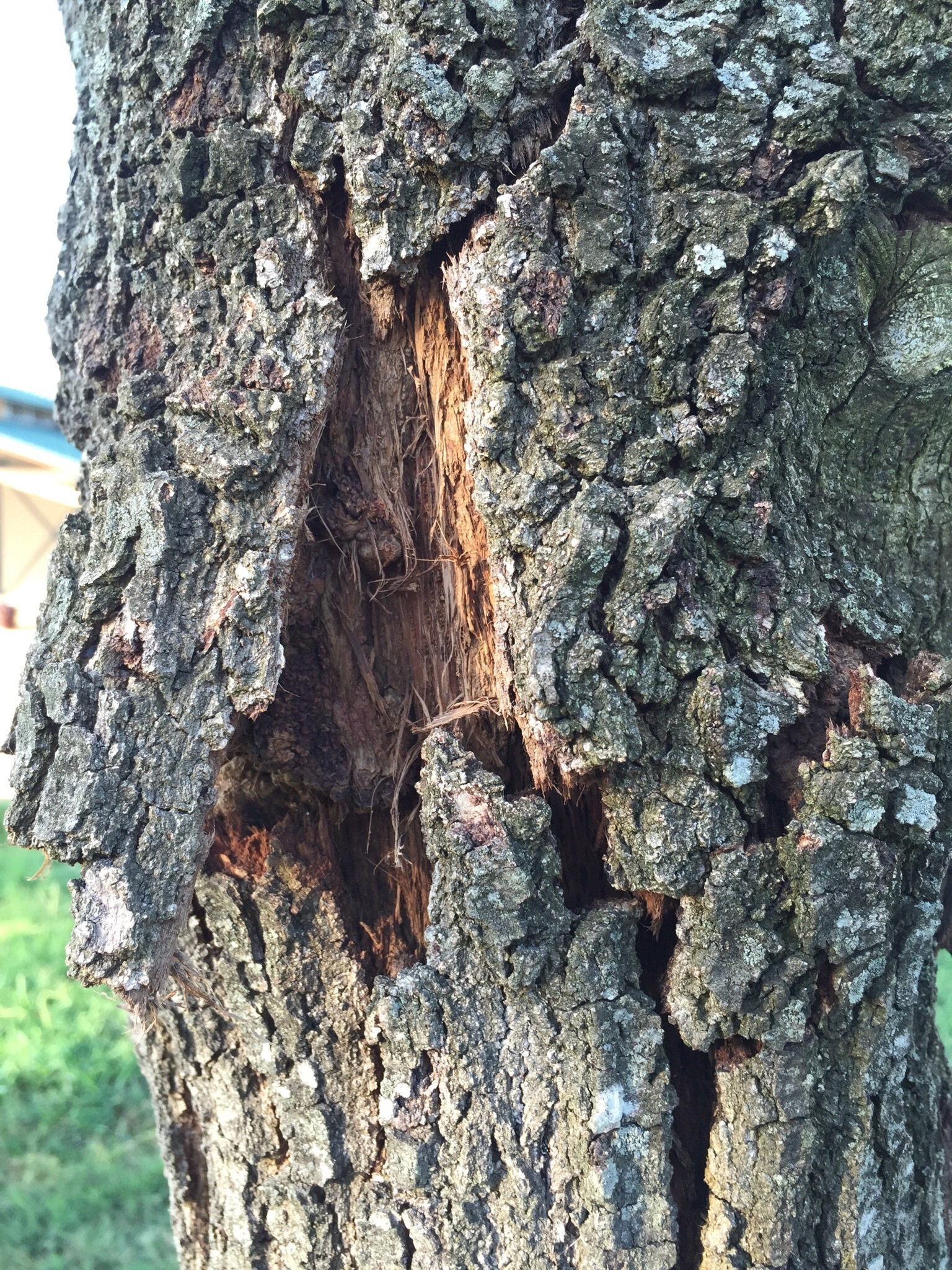 Live oak bark splitting 346714 Ask Extension