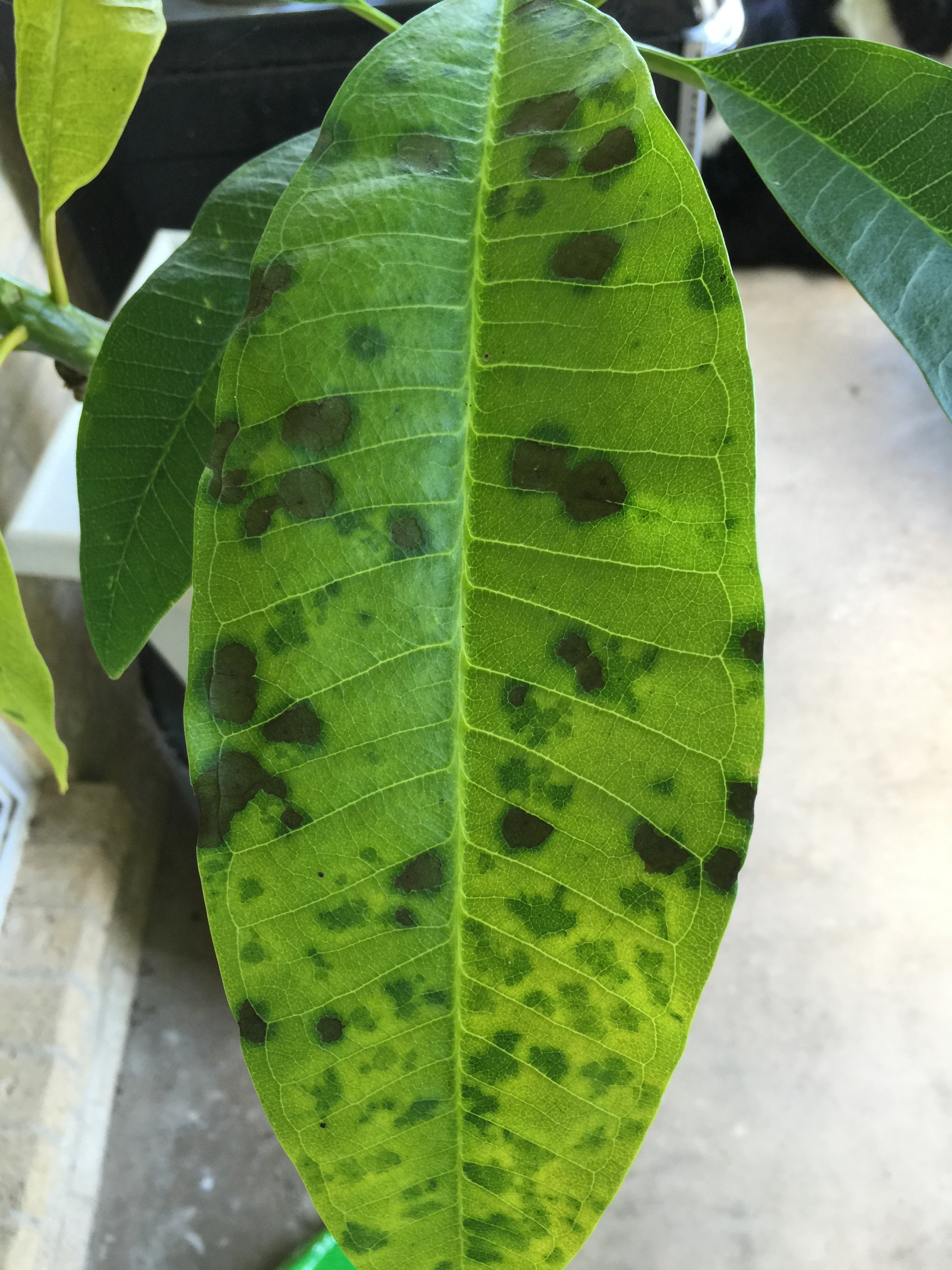 Plumeria Leaf Spot 326400 Ask Extension