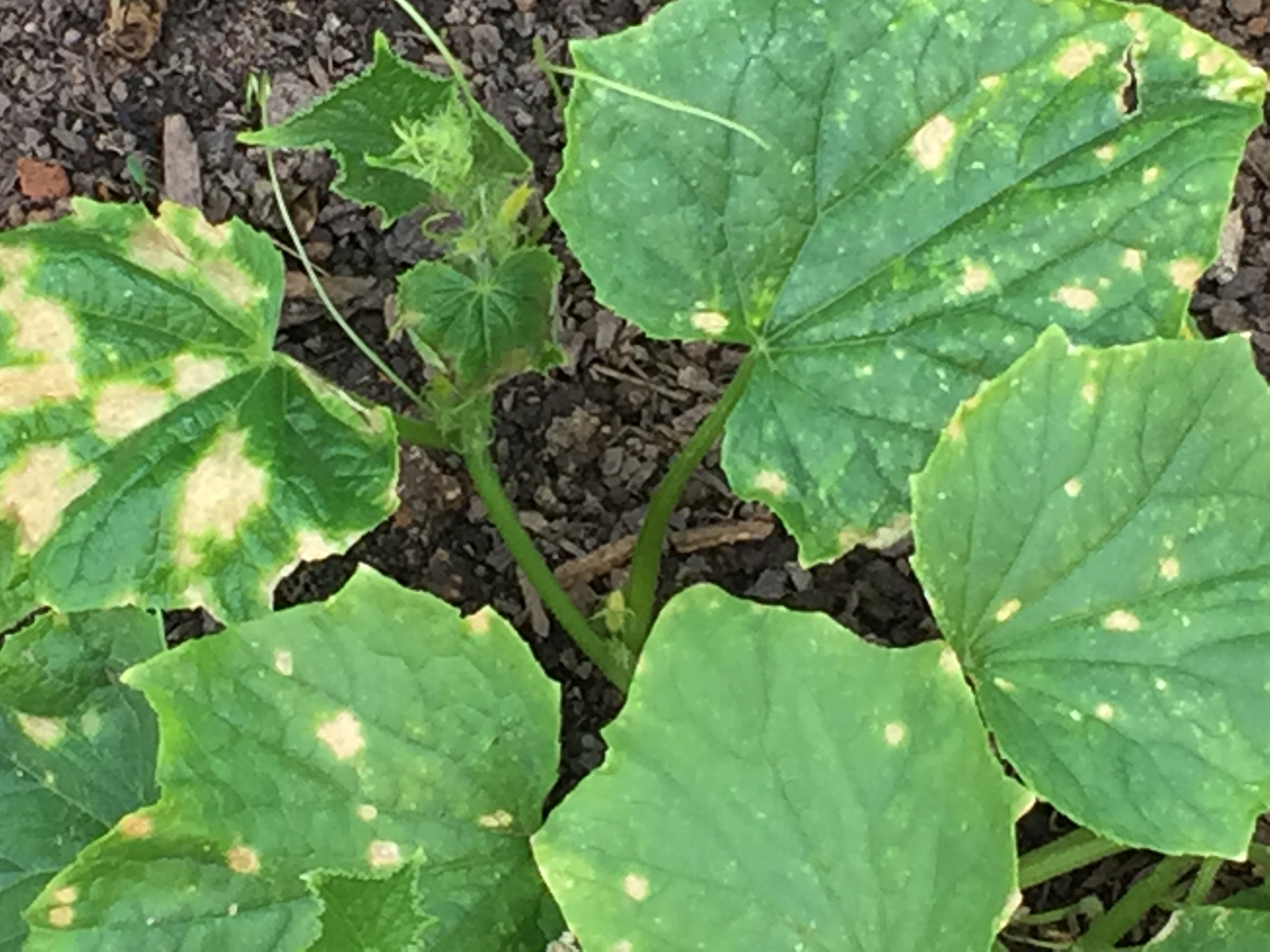 Yellow spots in cucumber plants 334195 Ask Extension