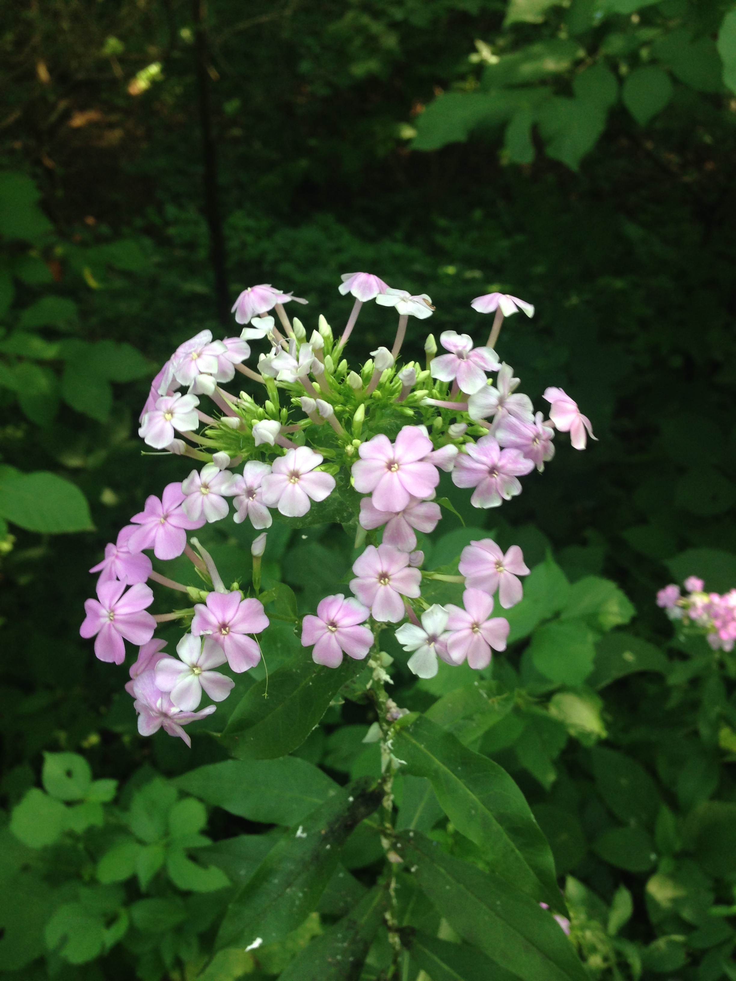 Wildflower identification #347227 - Ask Extension