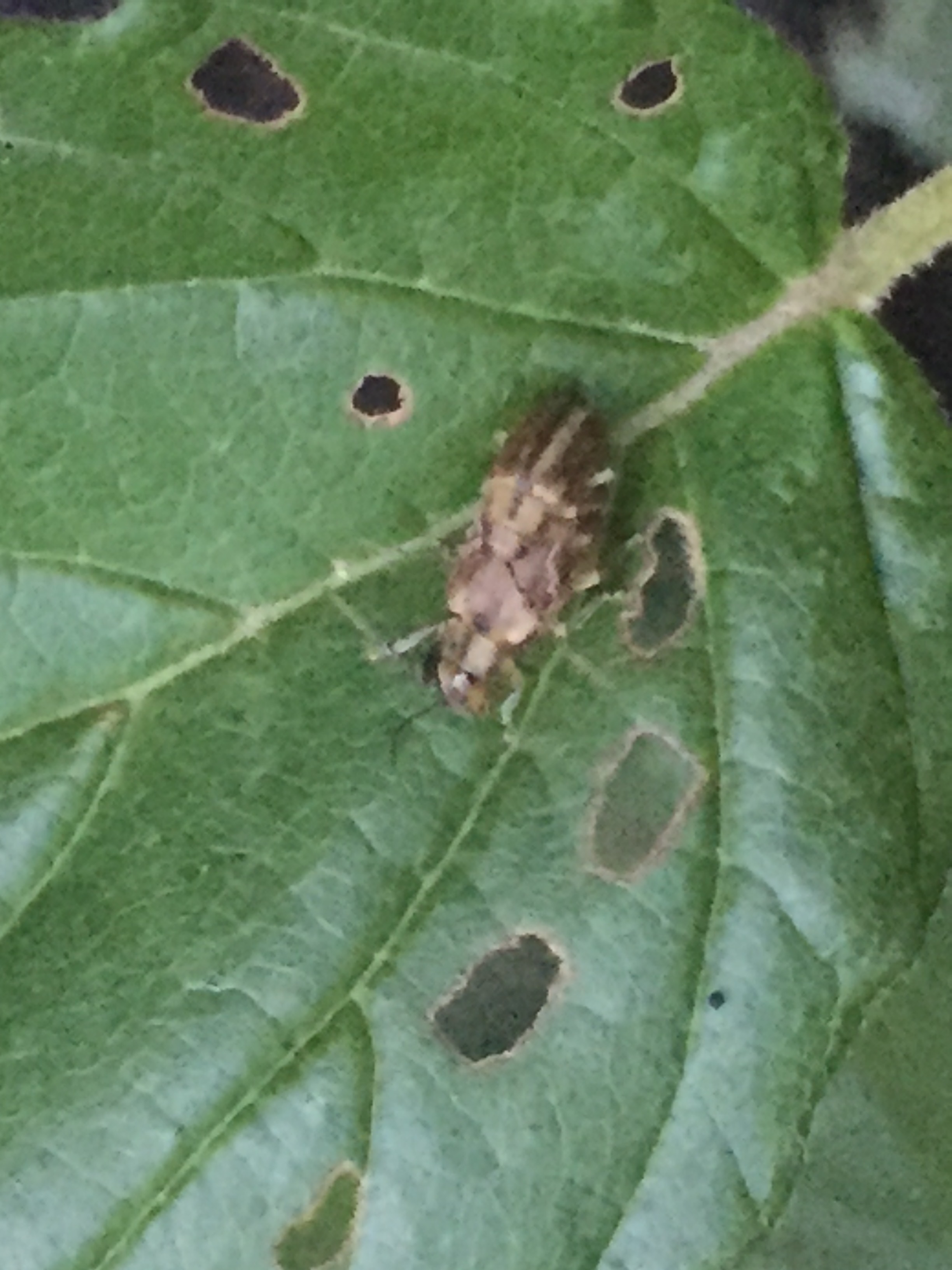 Leaf Eating Bug Identification #348418 - Ask Extension