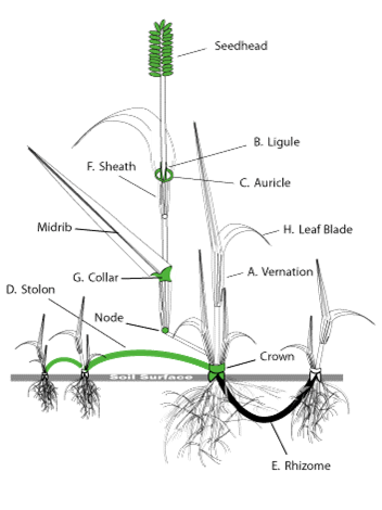 St Augustine grass #341740 - Ask Extension