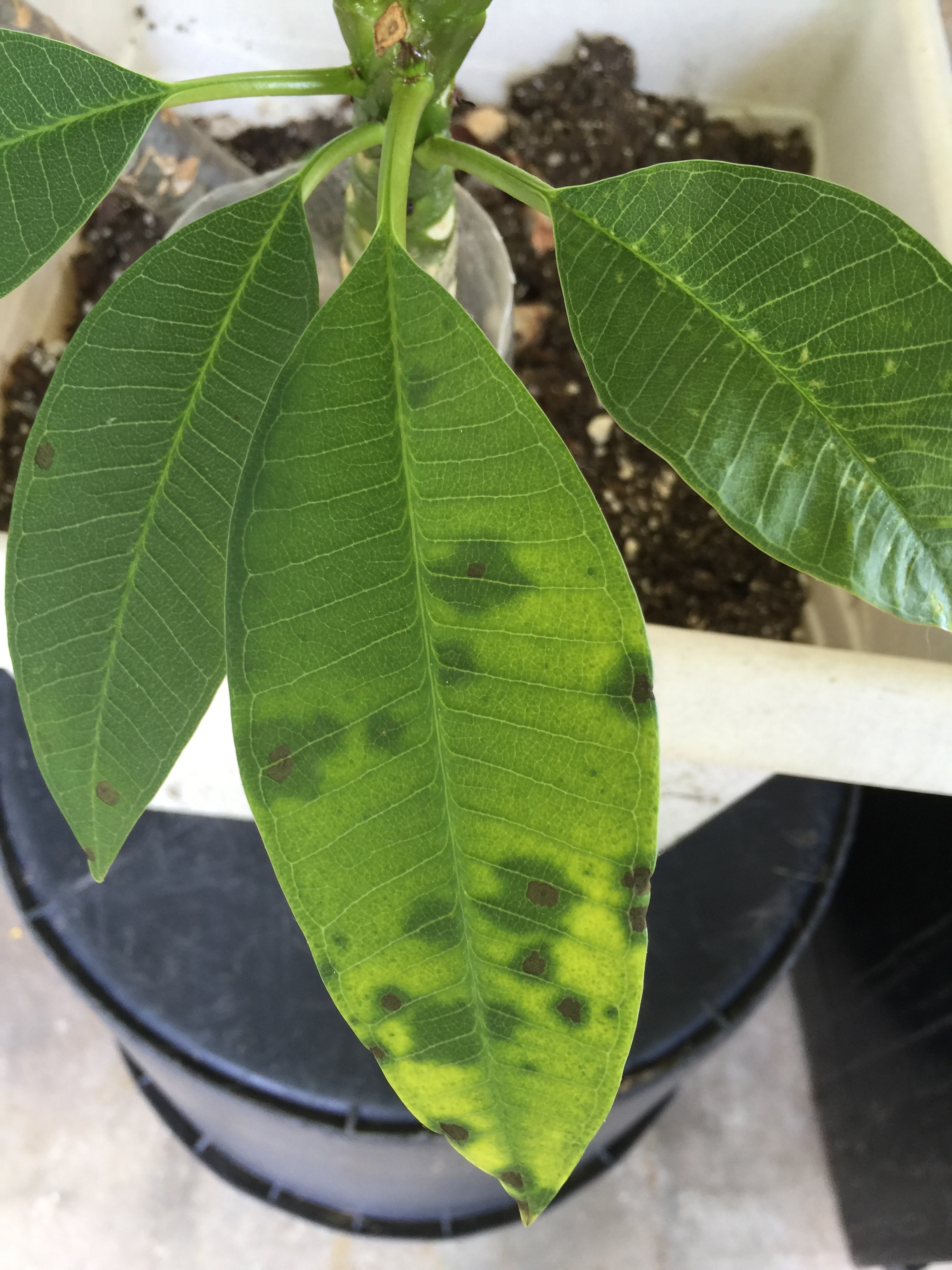 Plumeria Leaf Spot 326400 Ask Extension