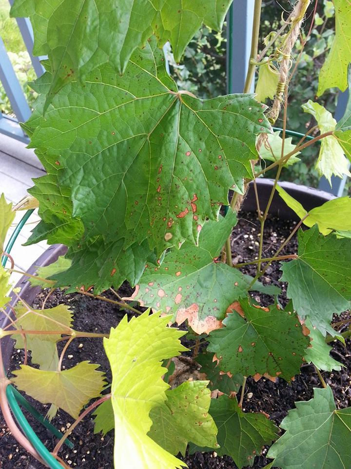 Rust-colored spots on grape leaves #351555 - Ask Extension