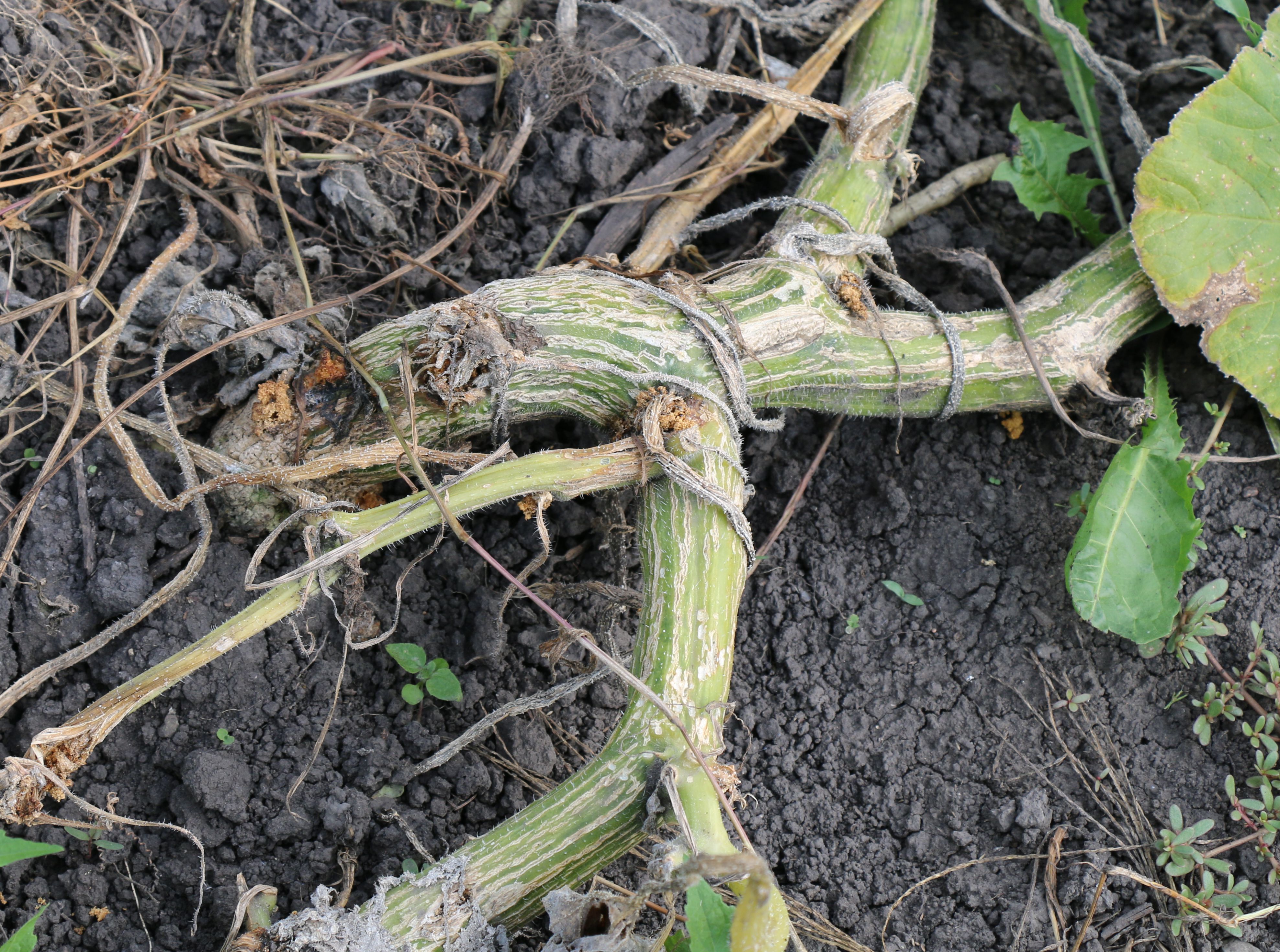 dying-squash-plants-346209-ask-extension