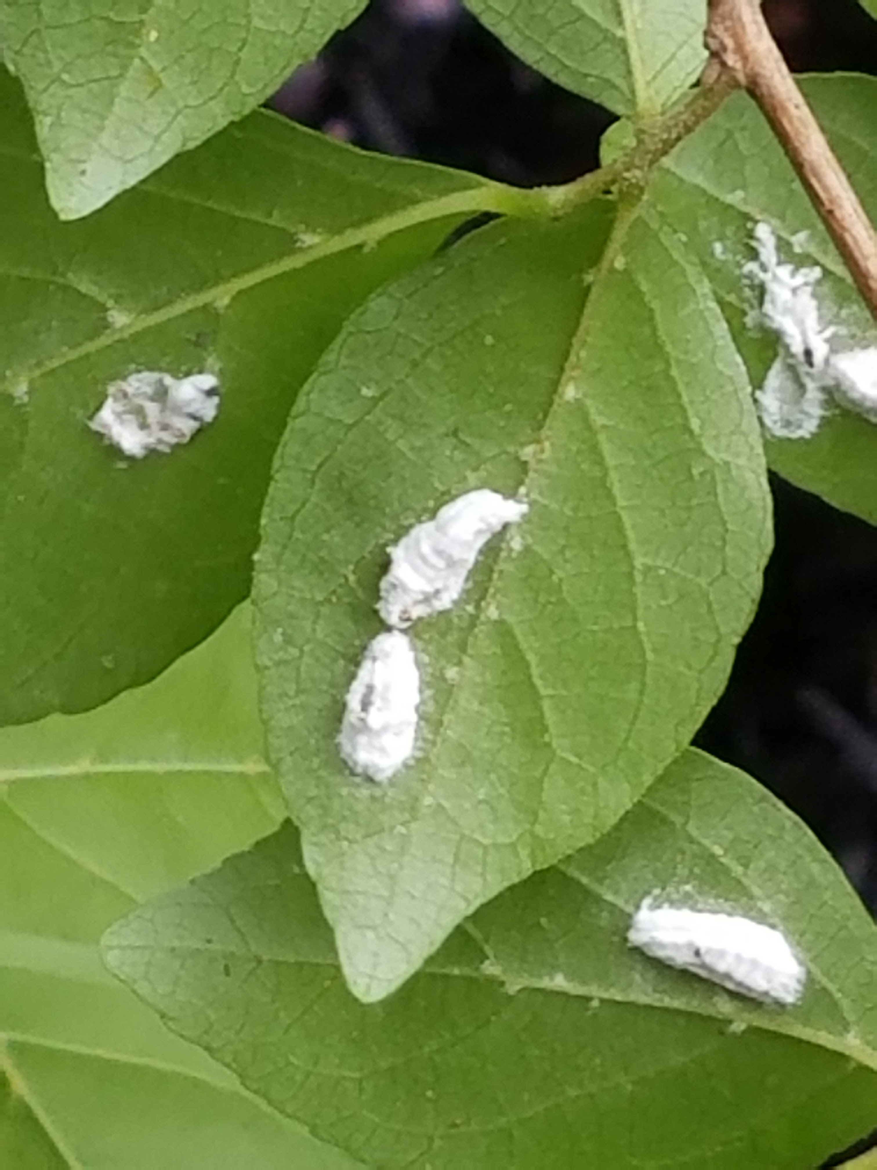 Are these lady beetle larvae cocoons? #339655 - Ask Extension