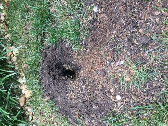 Animal digging tunnels in yard #344986 - Ask Extension