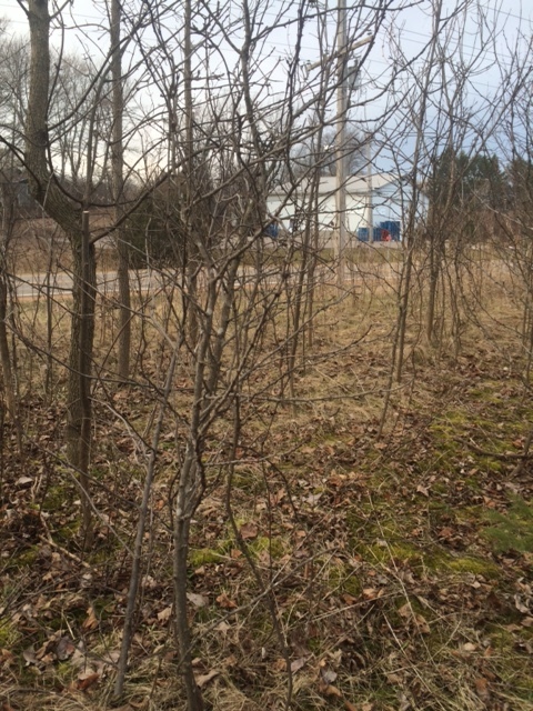 What is this invasive thorny shrub? #311794 - Ask Extension