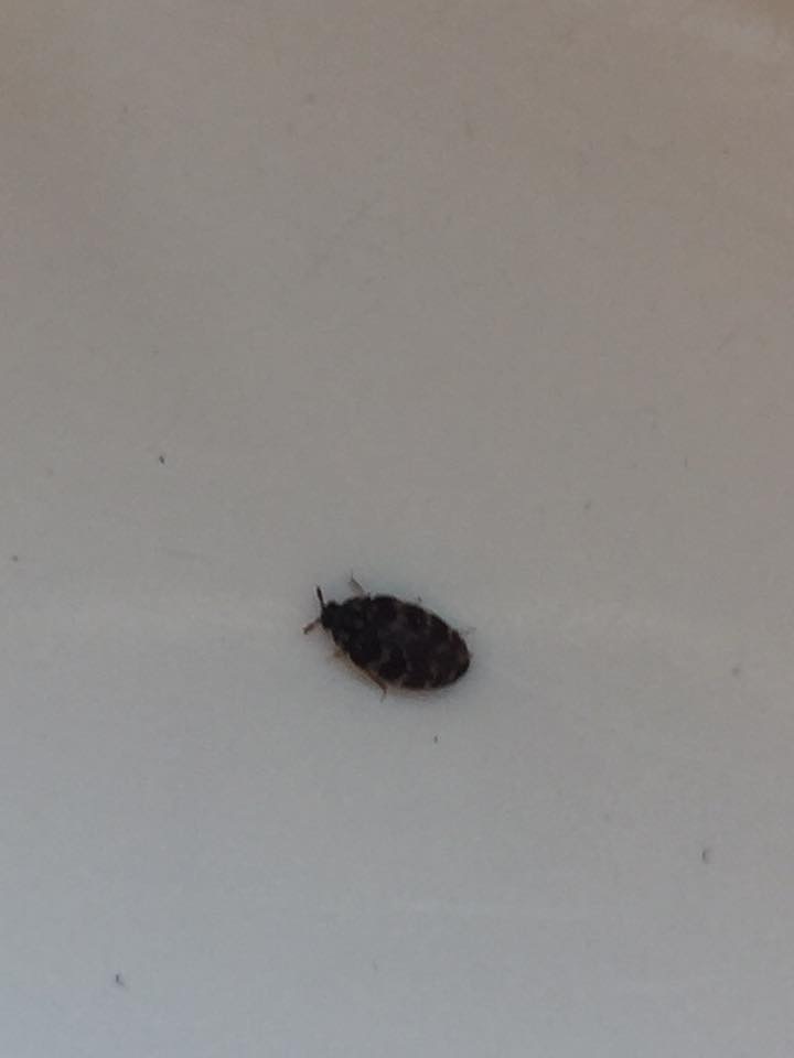 Little Black And Grey Bugs Found Mostly On Windowsills Of My House