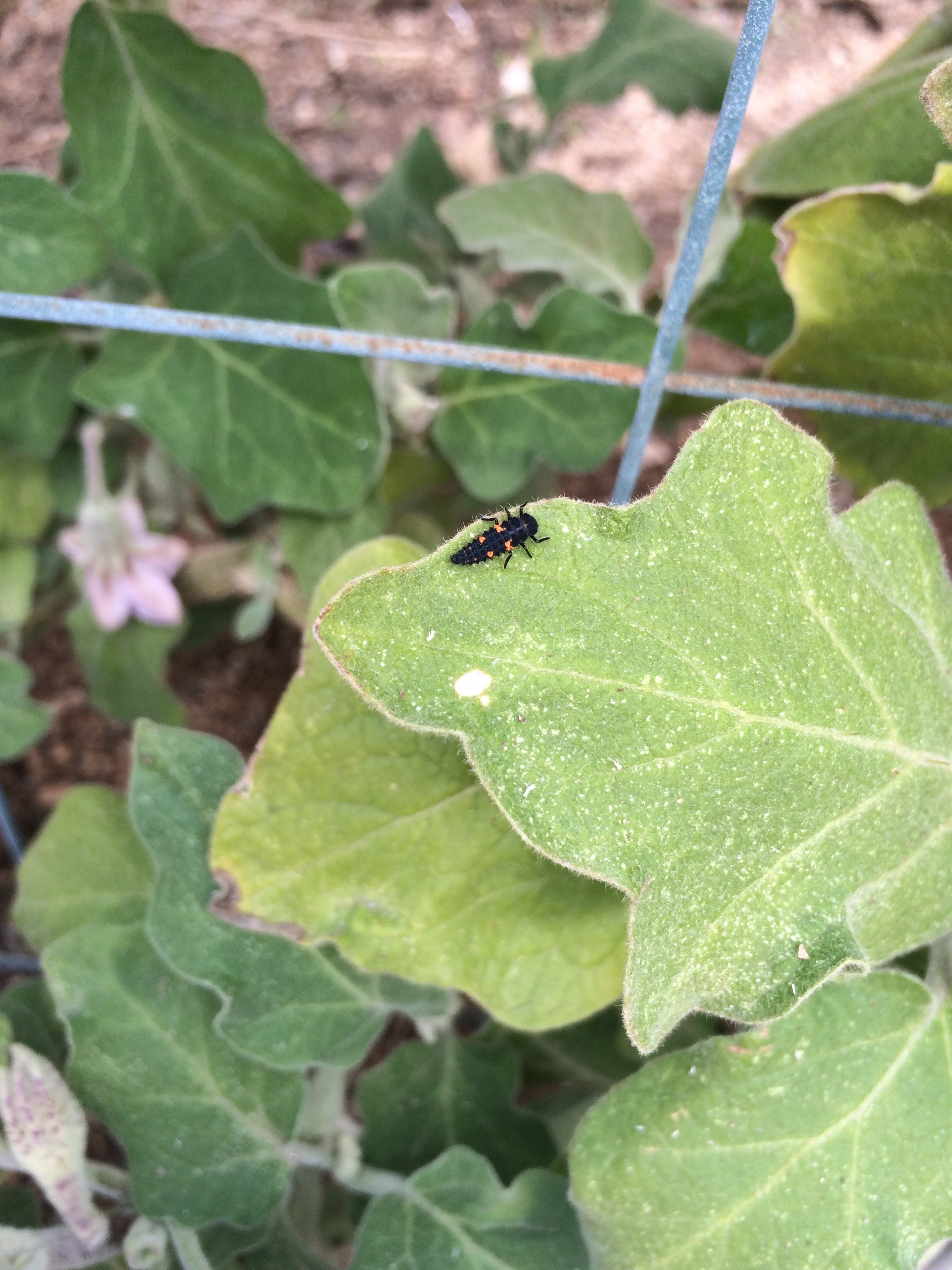 Is this bug eating my eggplant leaves snd fruit #307124 - Ask Extension