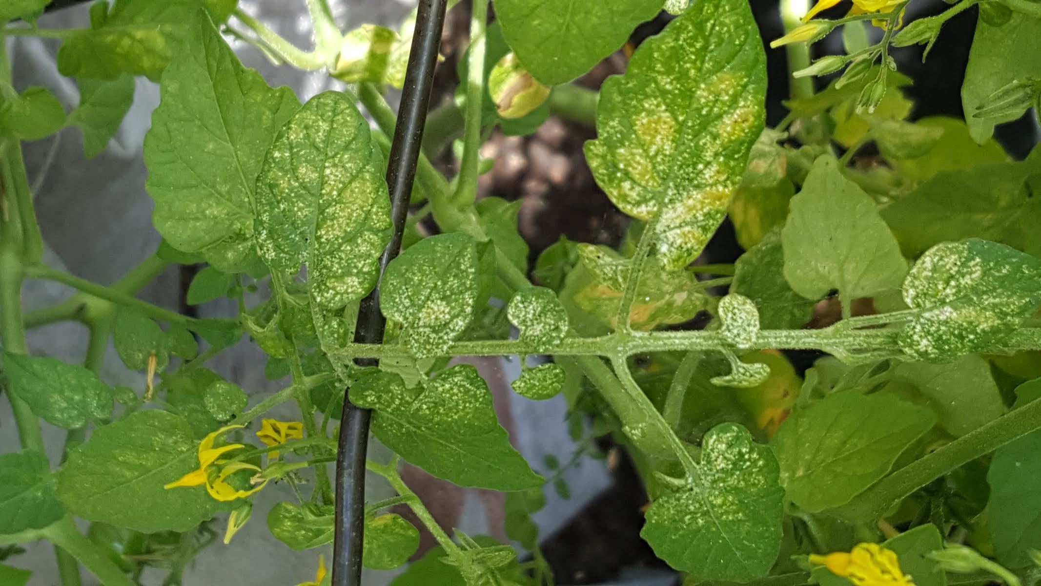 Tomato plant leaves - shiny yellow #344588 - Ask Extension