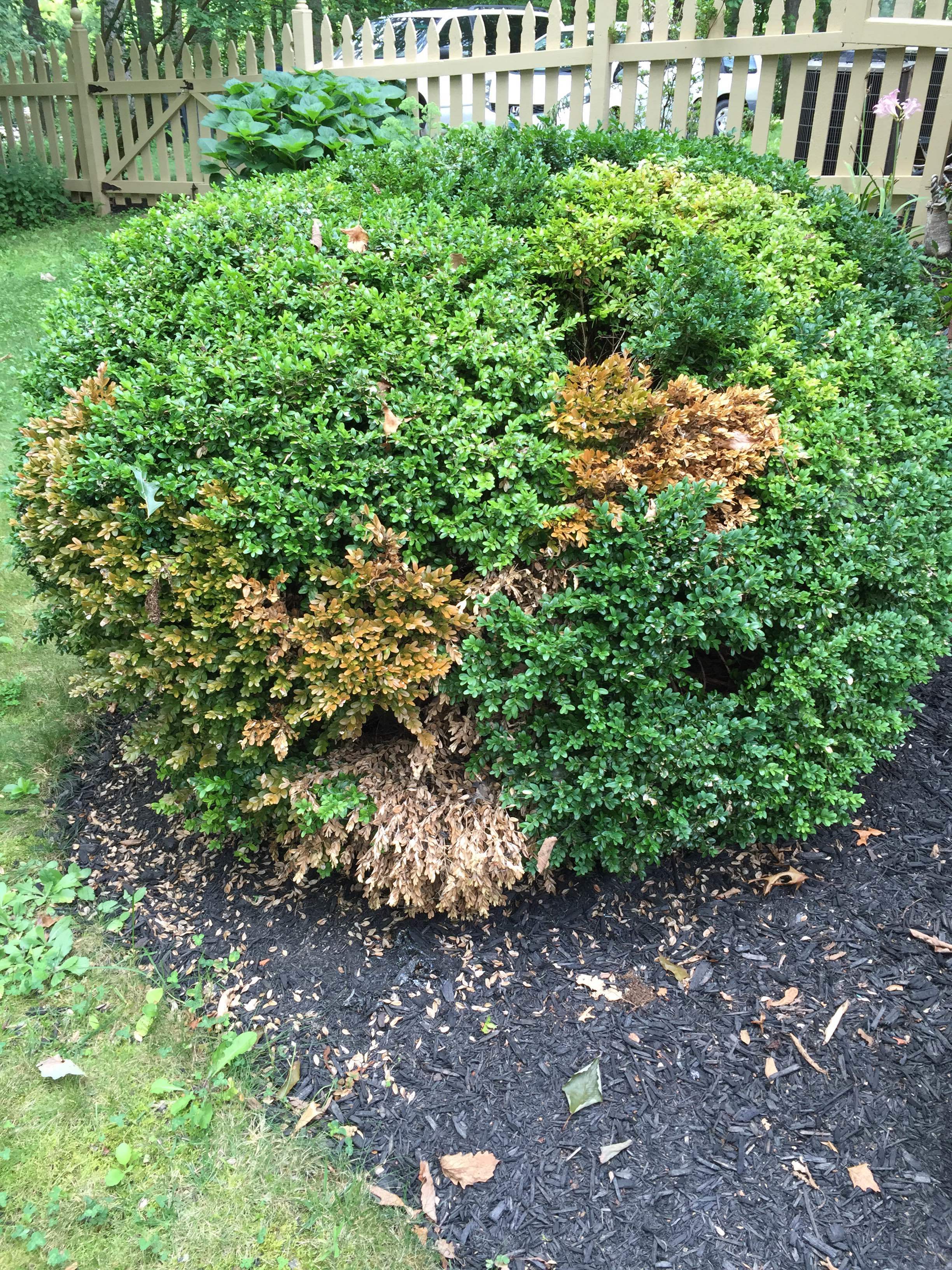 boxwood-turning-brown-and-dying-351961-ask-extension