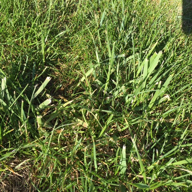 Broad leaf grasses #314819 - Ask Extension