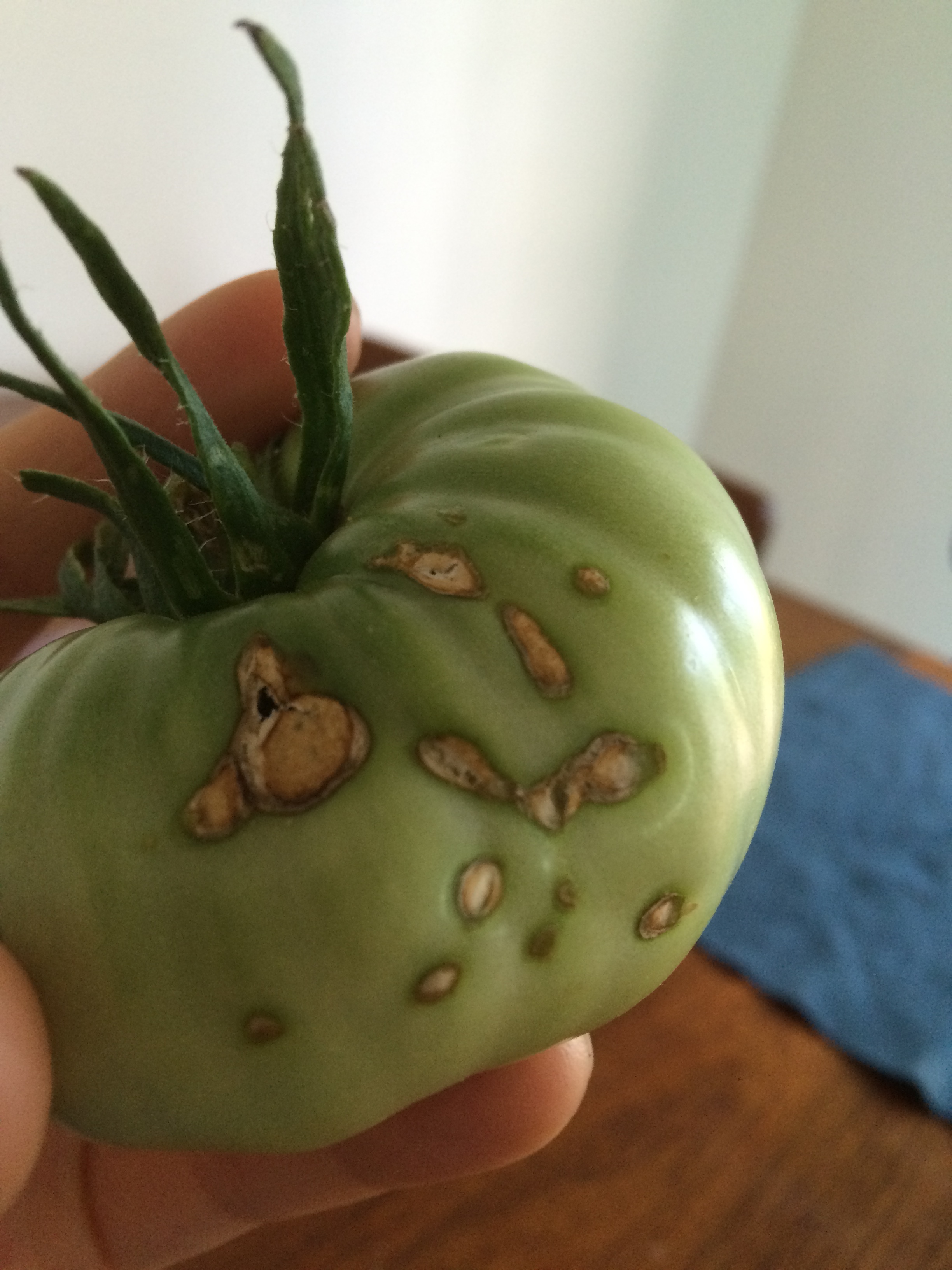 Brown spots on tomatoes #344250 - Ask Extension