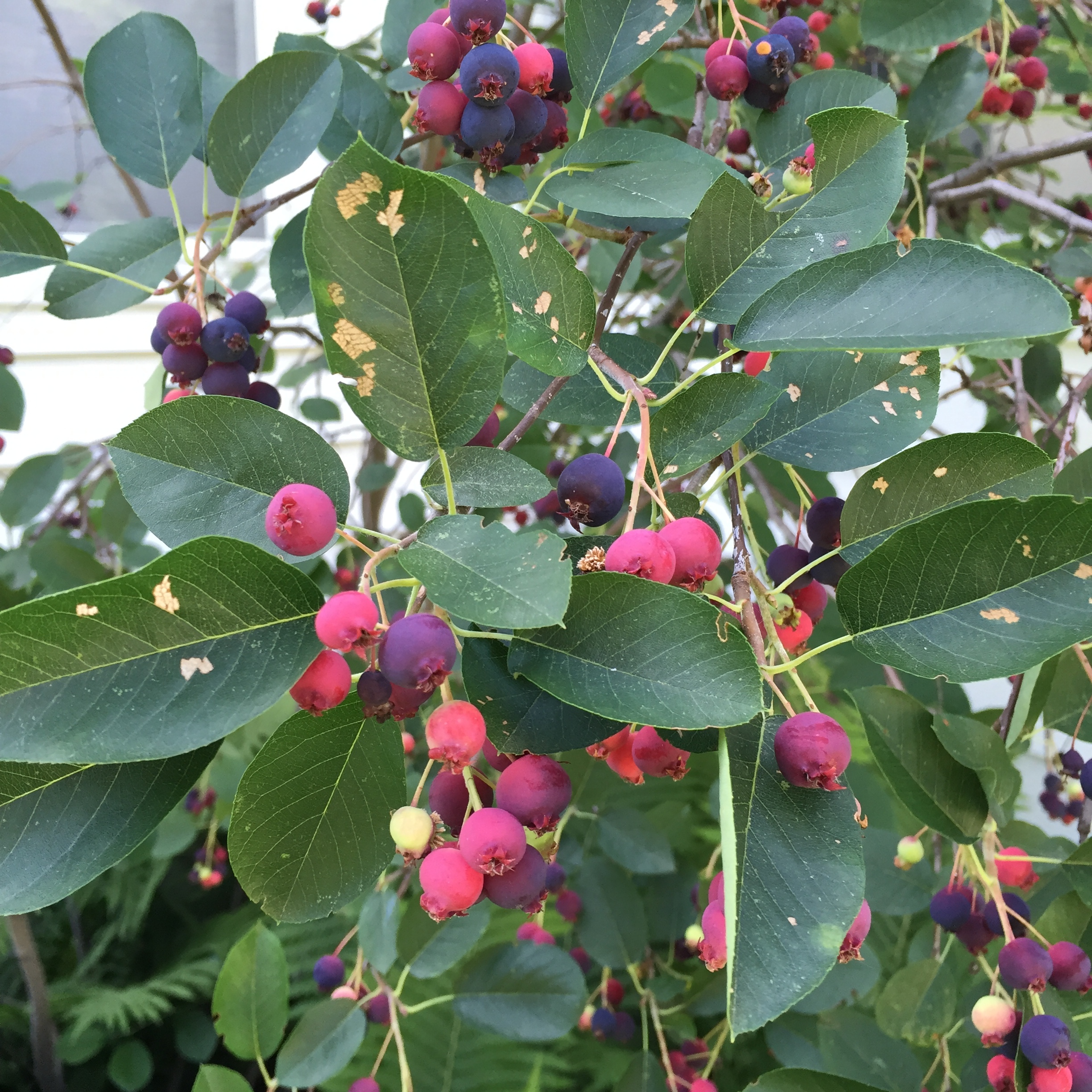 Juneberry problem #334999 - Ask Extension