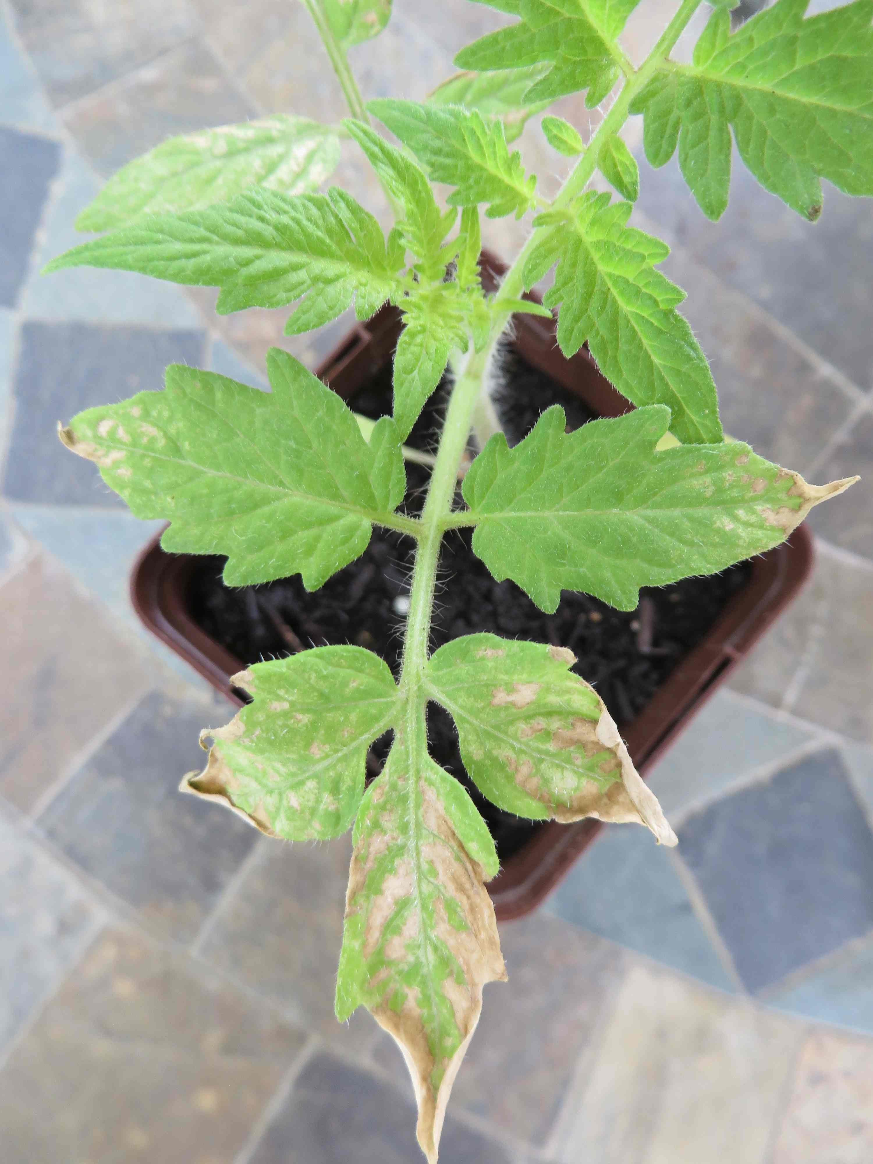 Tomato Leaf Discoloration 318526 Ask Extension 5796