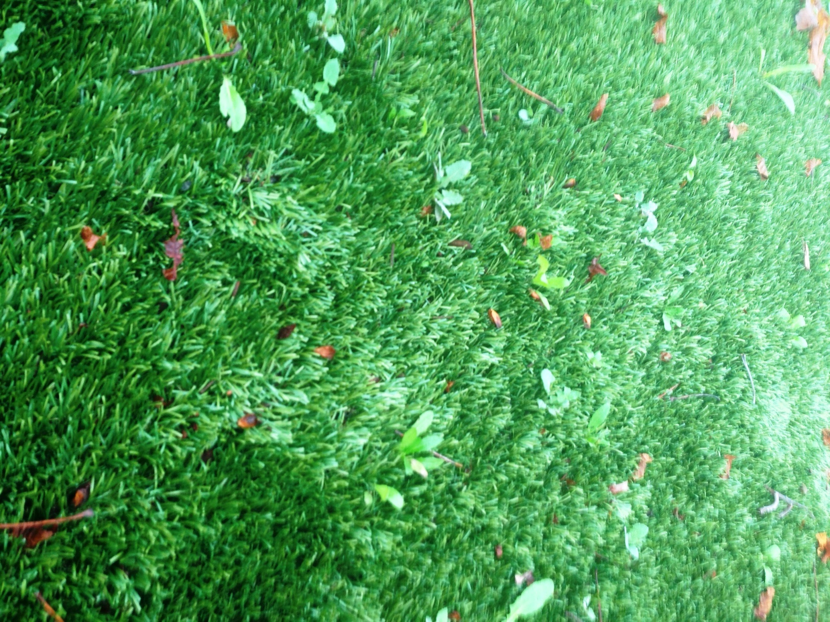 Weeds Through Artificial Turf 297140 Ask Extension 0438