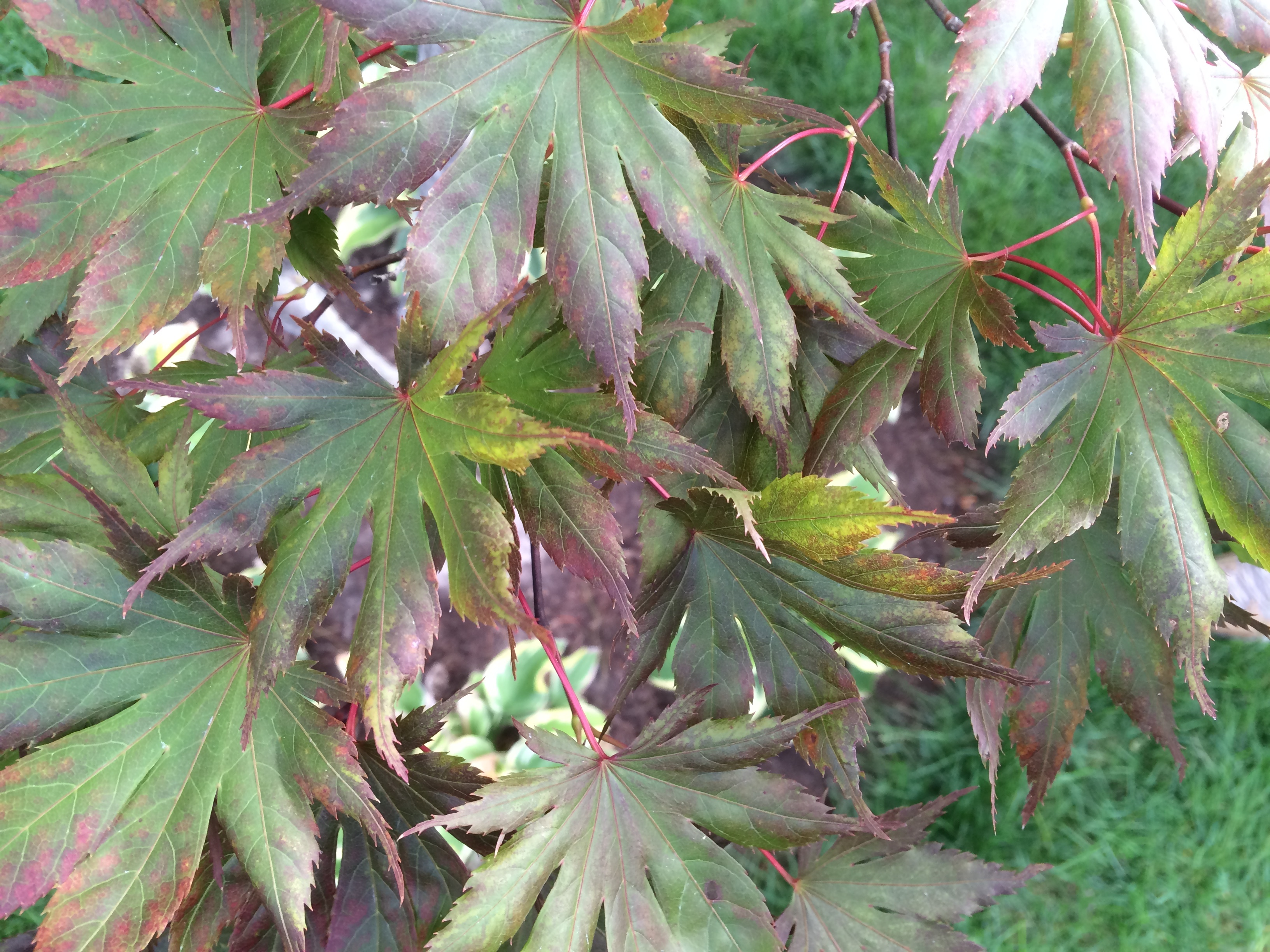 Silver Maple Tree Disease Ask Extension