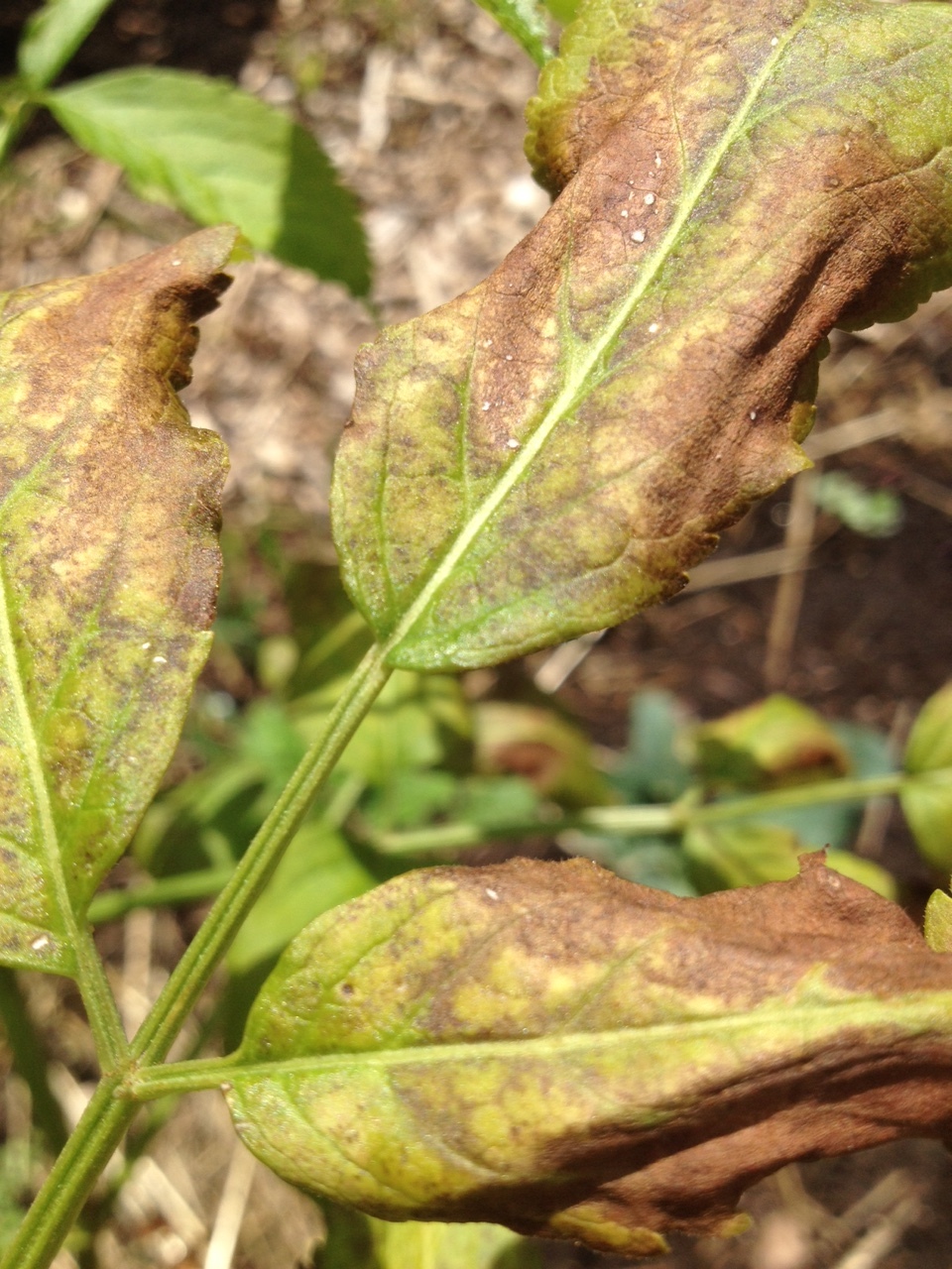 What is wrong with my elderberry bush? #322931 - Ask Extension