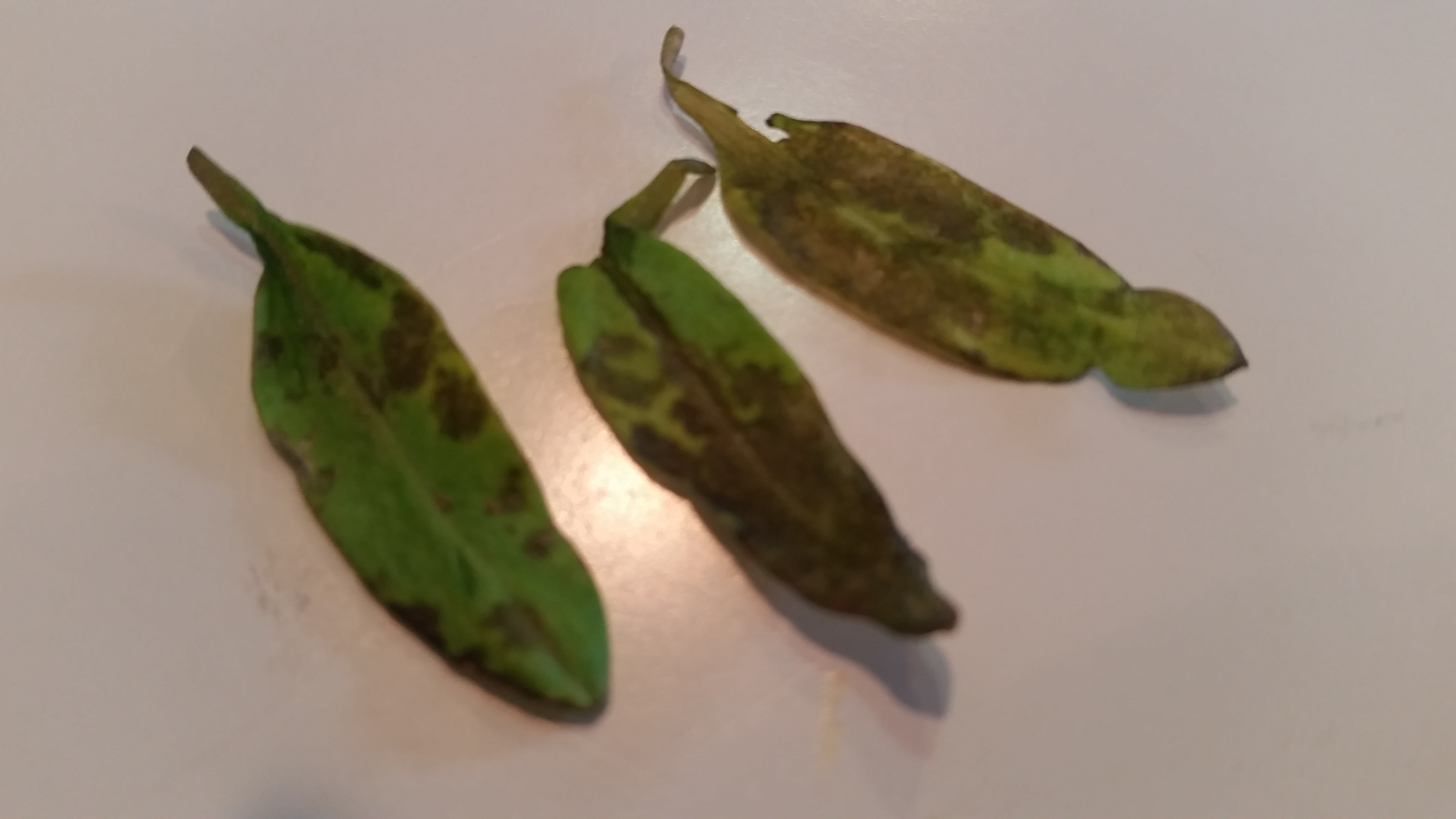 Tomato Seedling Leaves Yellowing - Why Are My Tomato Leaves Yellow?