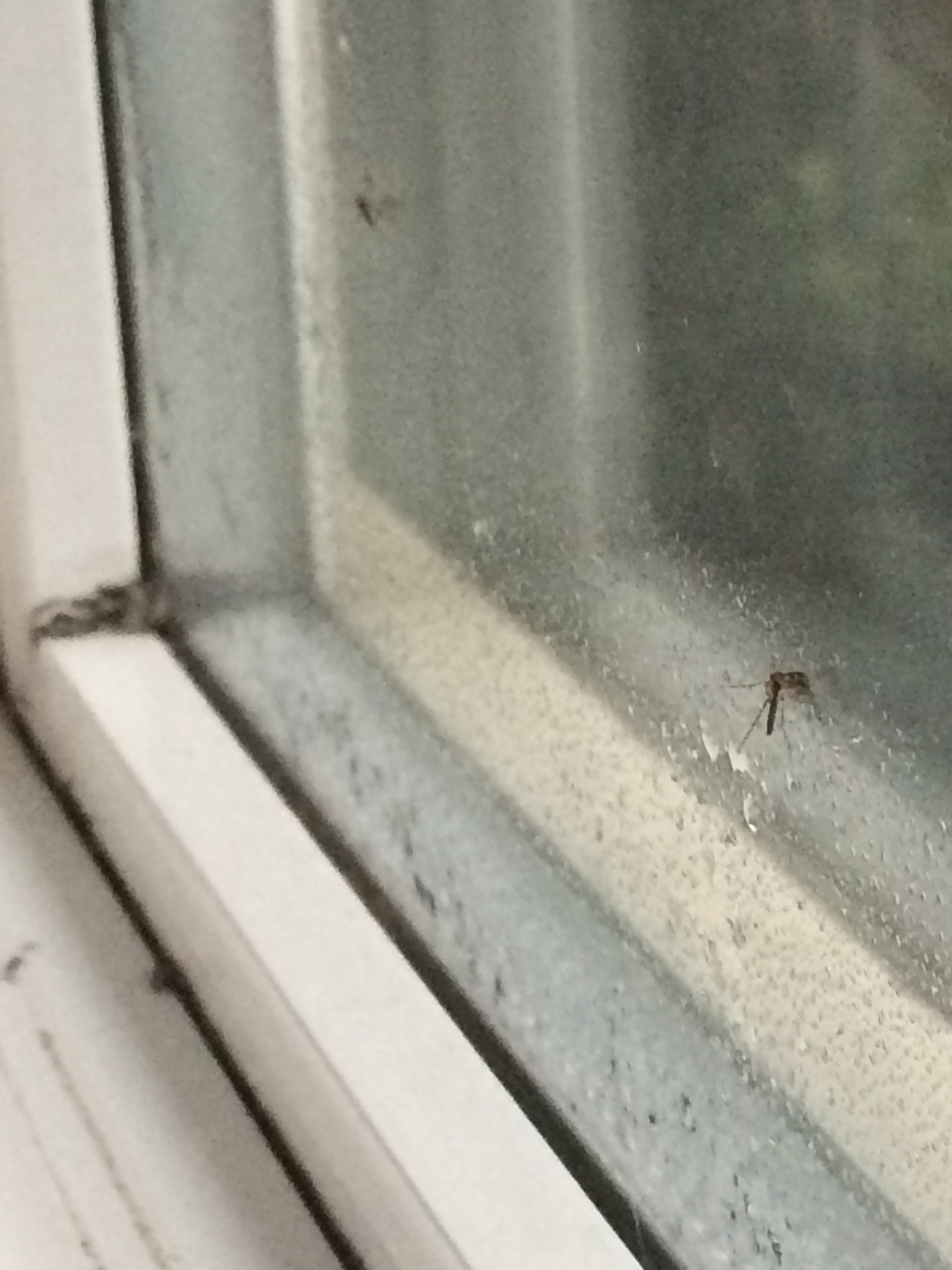 Small Flying Bugs In Window In Winter 297205 Ask Extension