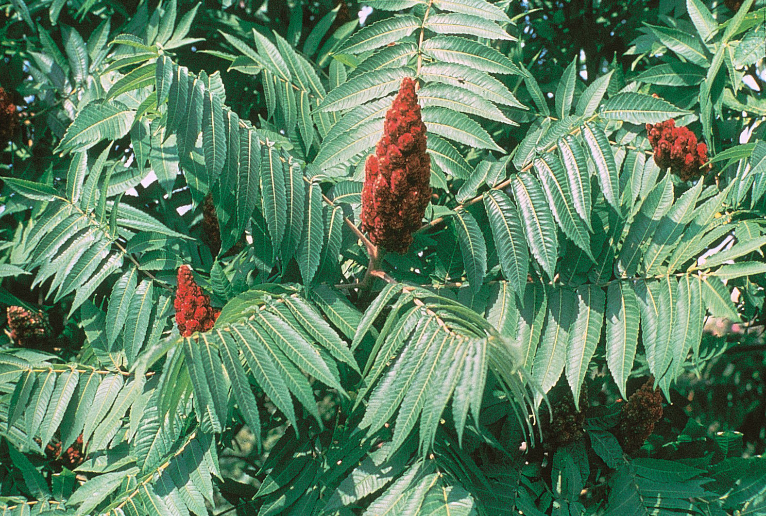 Sumac Tree? 327005 Ask Extension