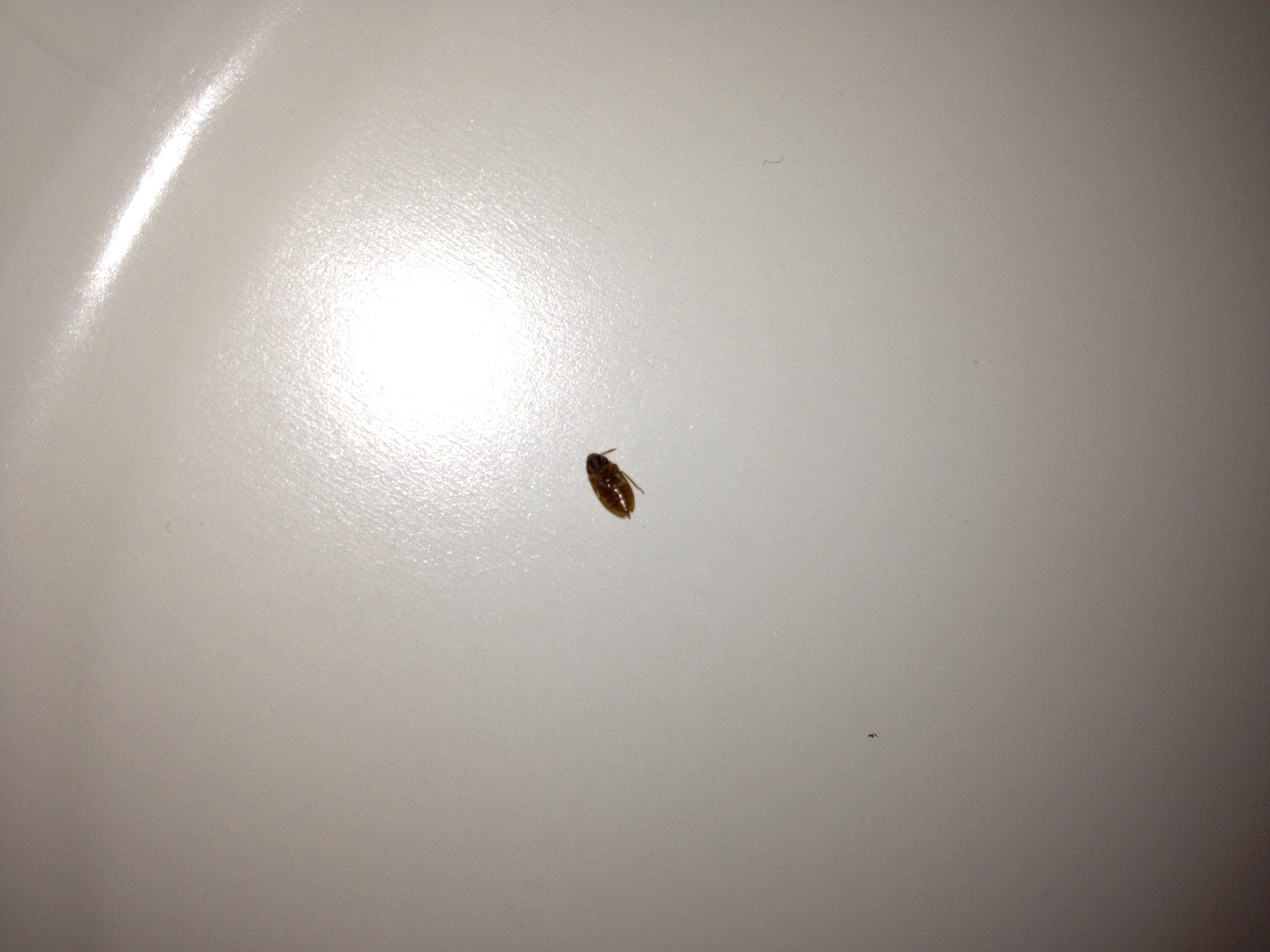 Tiny brown bug #341718 - Ask Extension