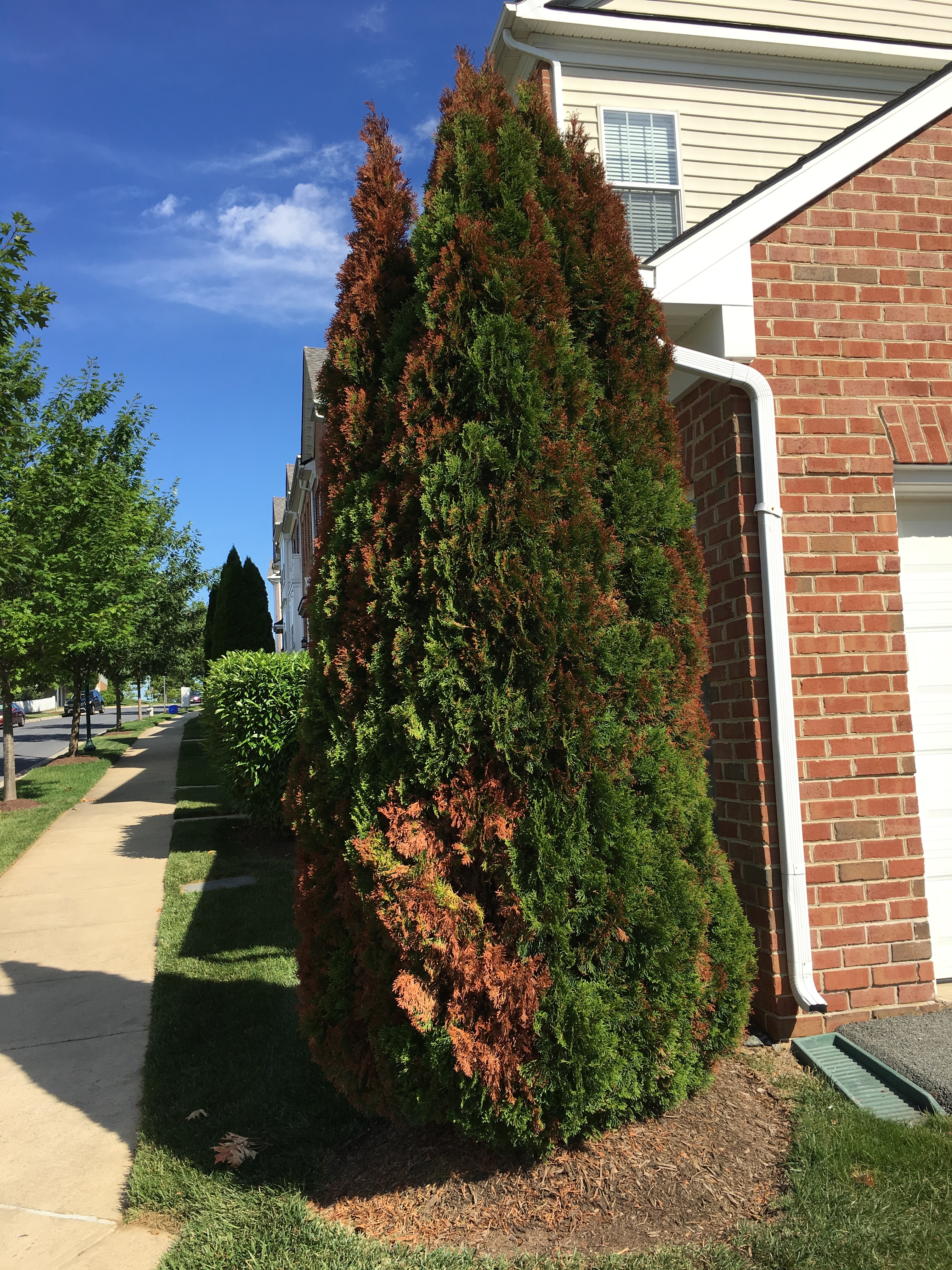 Brown Areas In Arborvitae 338014 Ask Extension