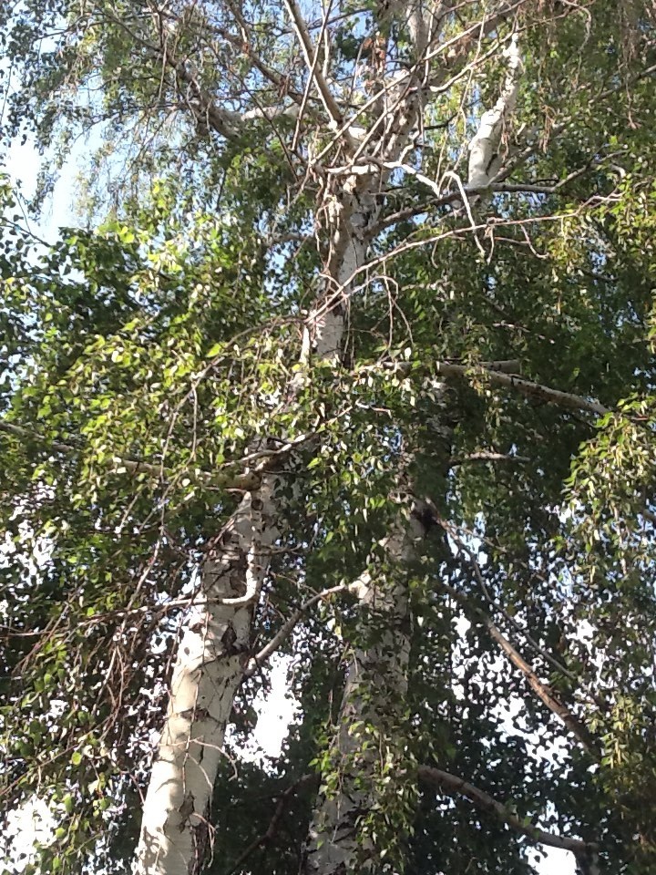 Dying birch? #335430 - Ask Extension