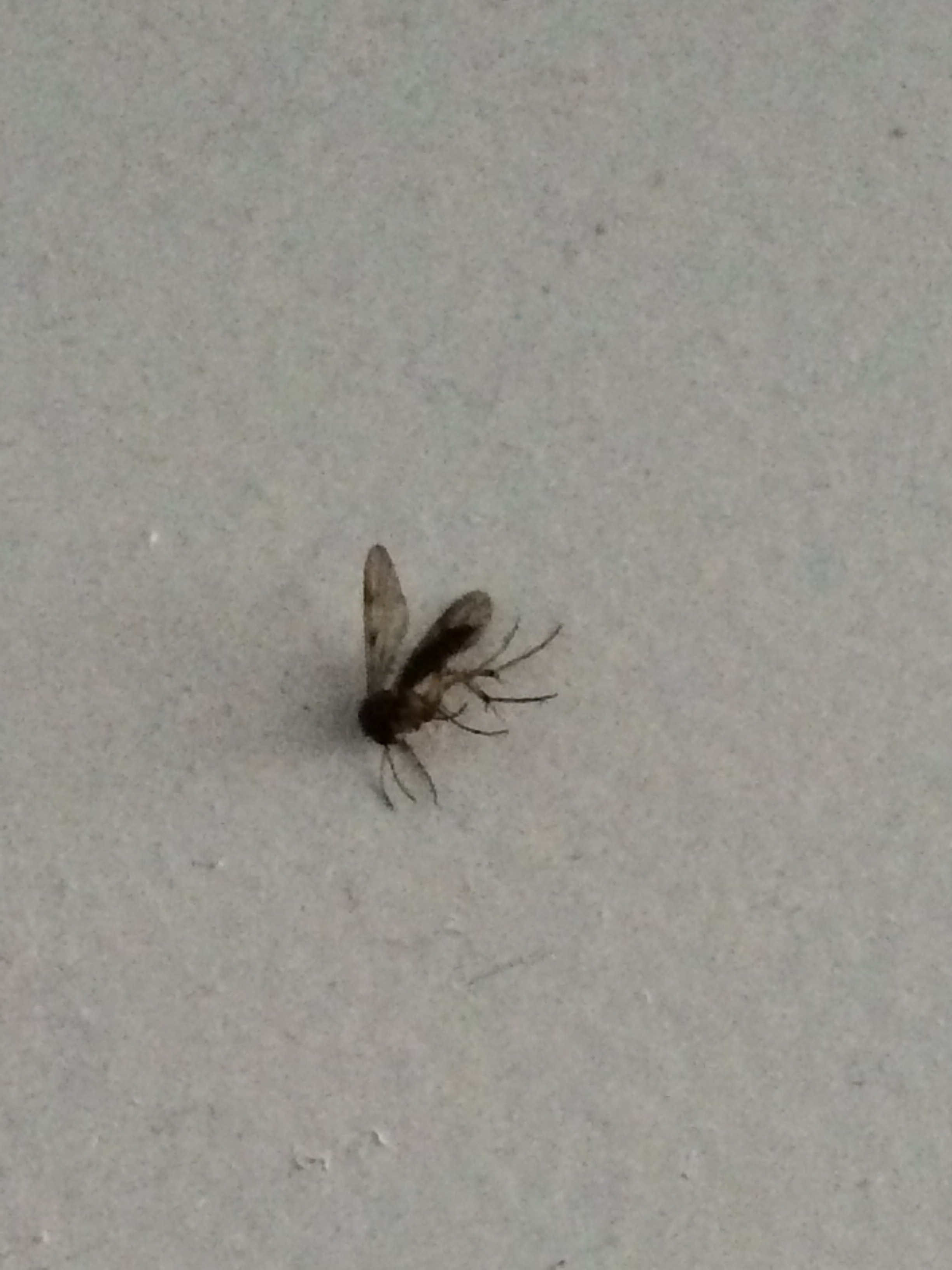 Появились мухи в квартире. Кровососущие летающие насекомые. Маленькие чернышки мошки. Плоские мошки Краснодар маленькие.