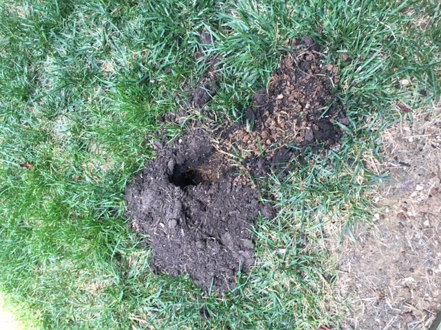 Animal Digging Tunnels In Yard #344986 - Ask Extension