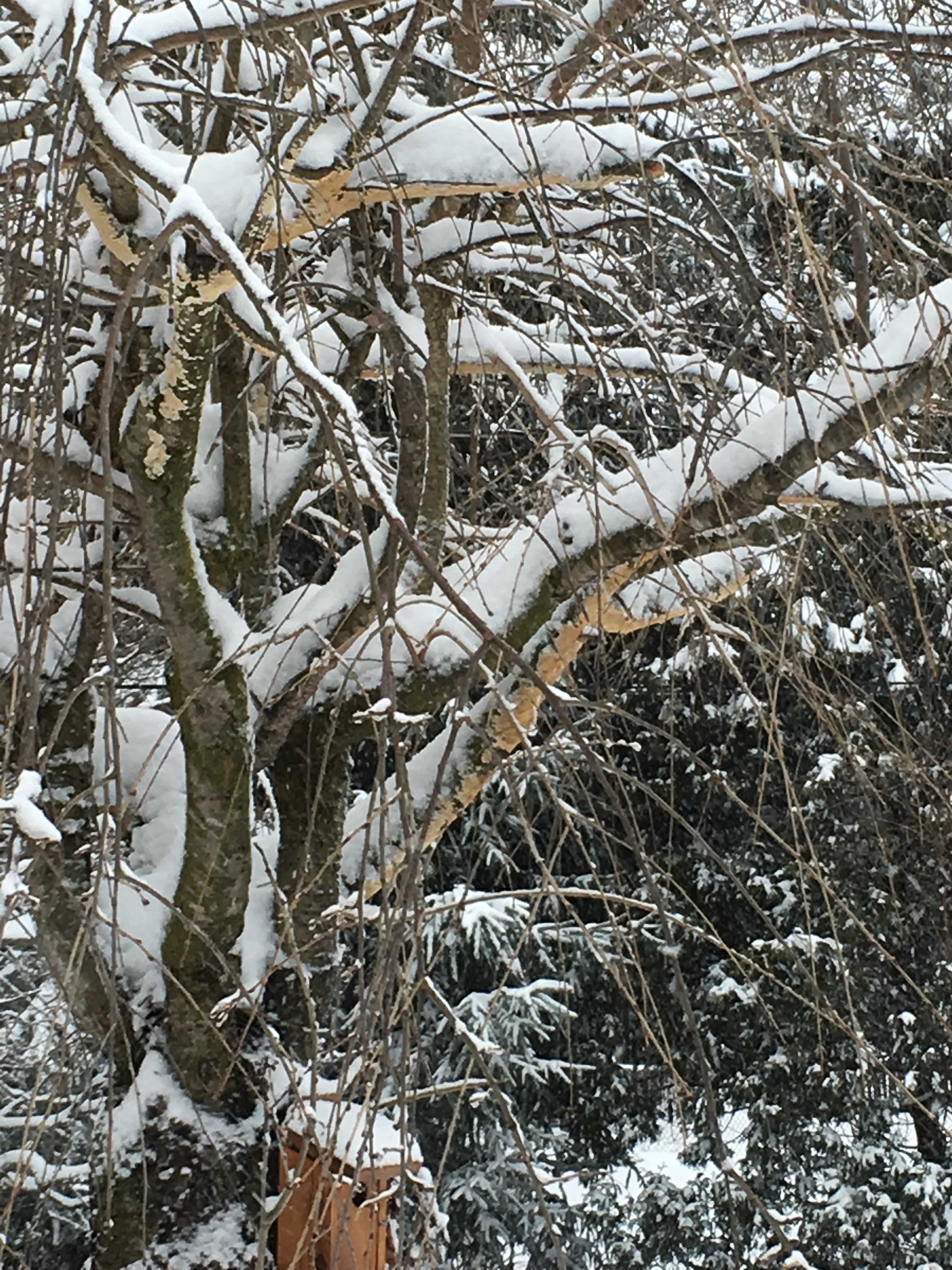 White Fungus On Weeping Cherry Tree Branches 3022 Ask Extension