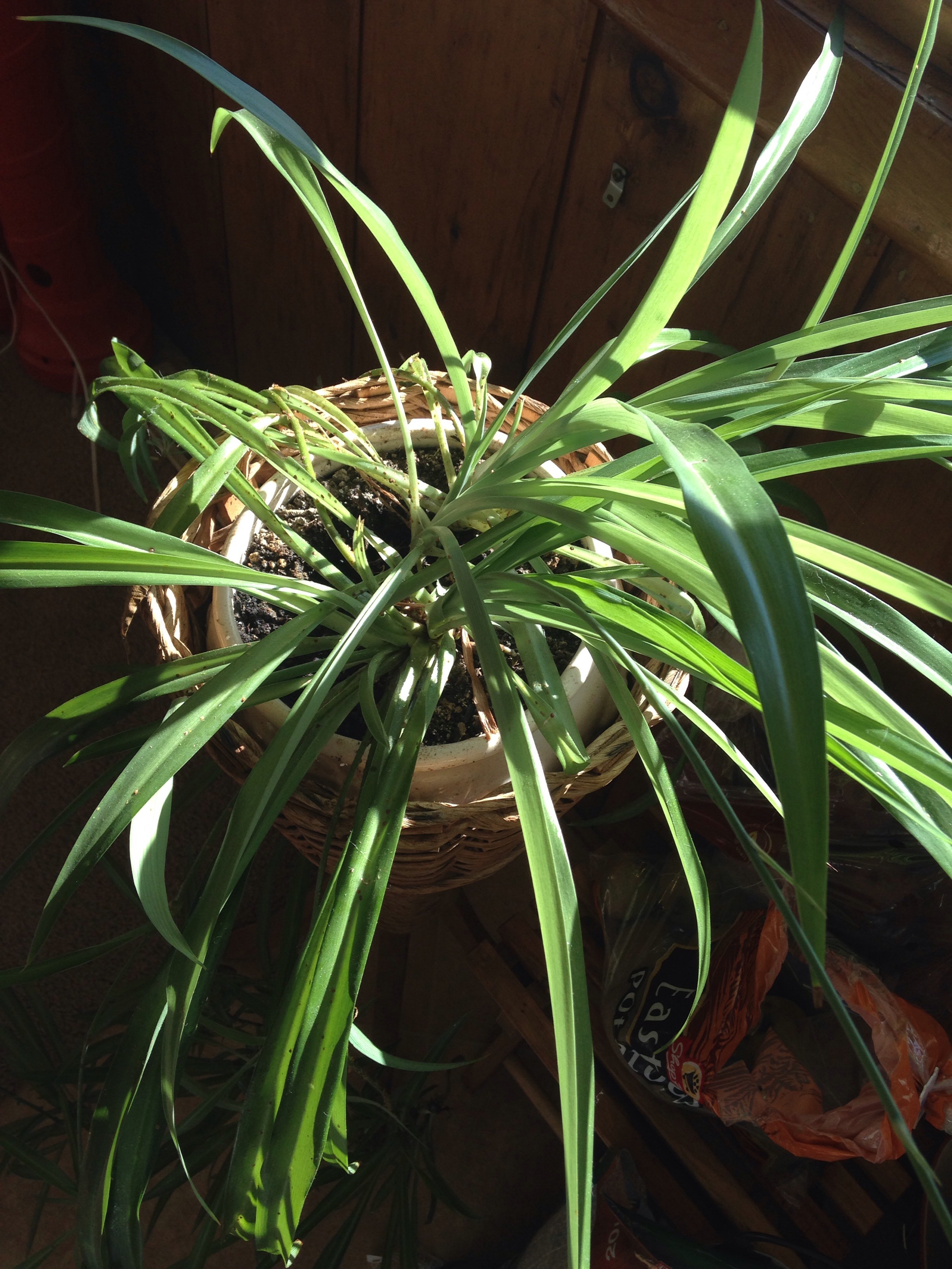 Spider plants have scales #301022 - Ask Extension