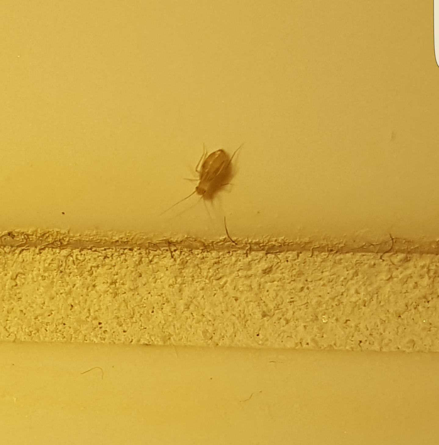 Bed bug nymph or book lice? 346970 Ask Extension