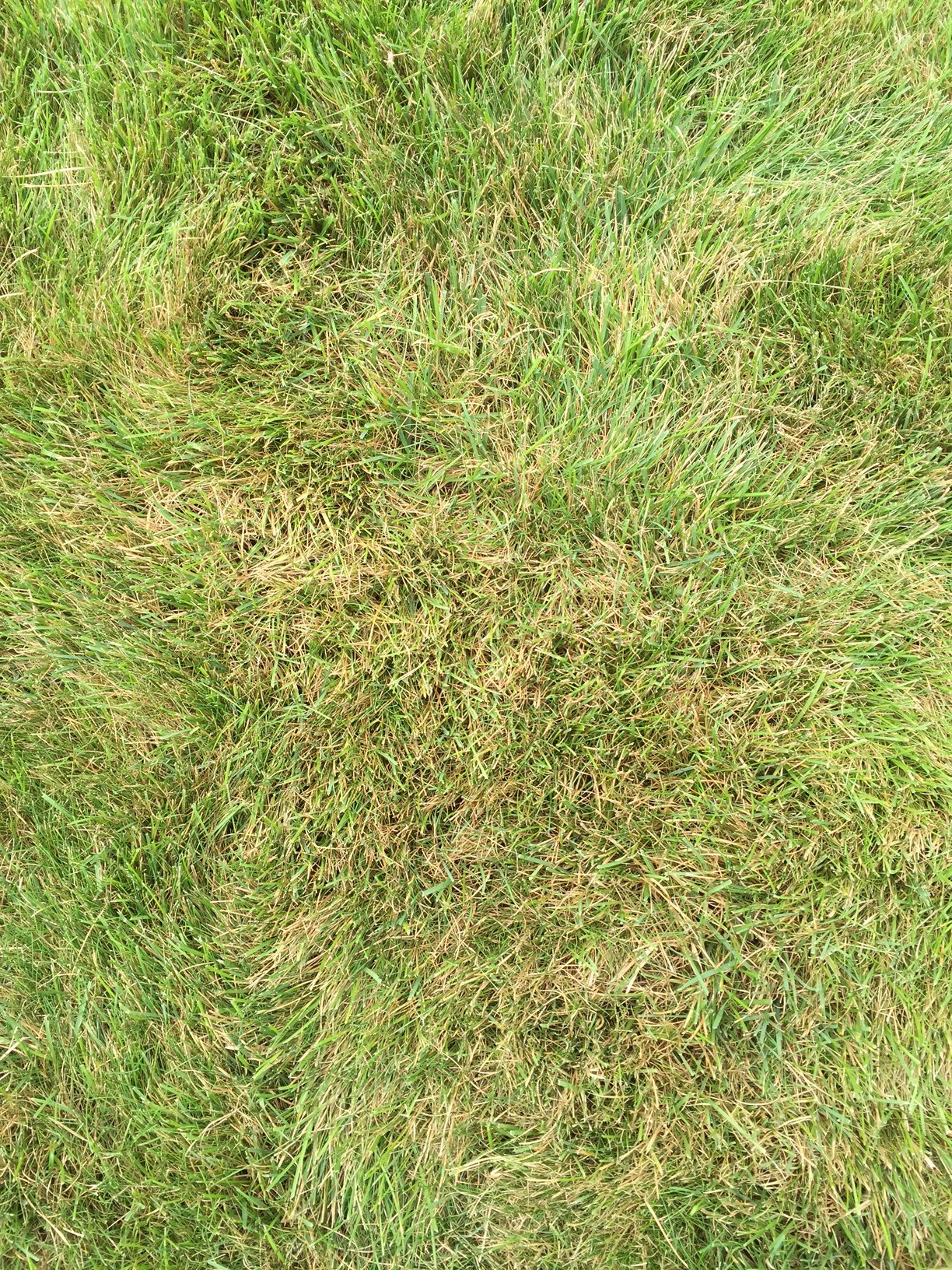 How to get rid of the brown dead grass mixed with green? #355182 - Ask ...