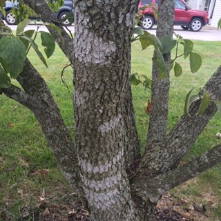 Dogwood Tree White Stripes on Bark #347616 - Ask Extension