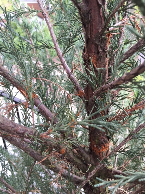 Juniper Scopulorum Skyrocket possible blight #321619 - Ask Extension