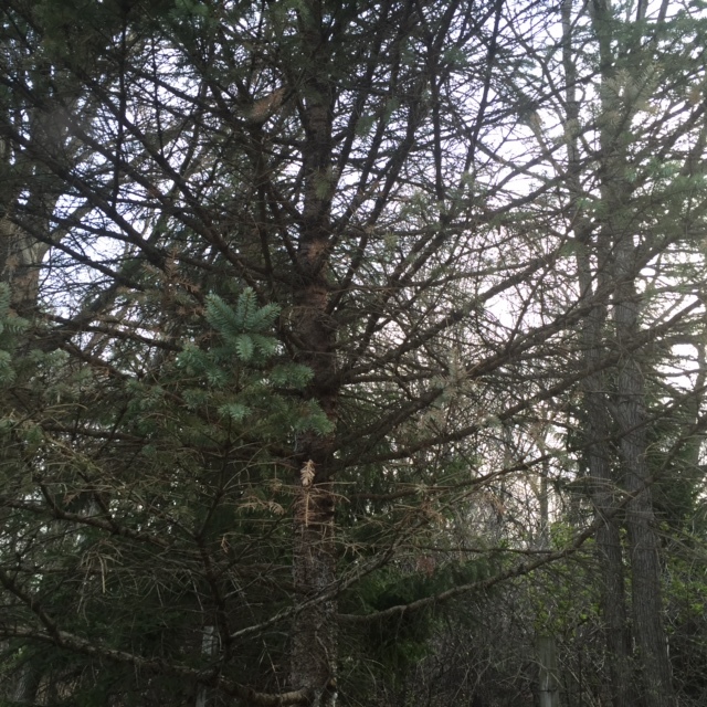 Treating a Spruce with a fungucide #322711 - Ask Extension