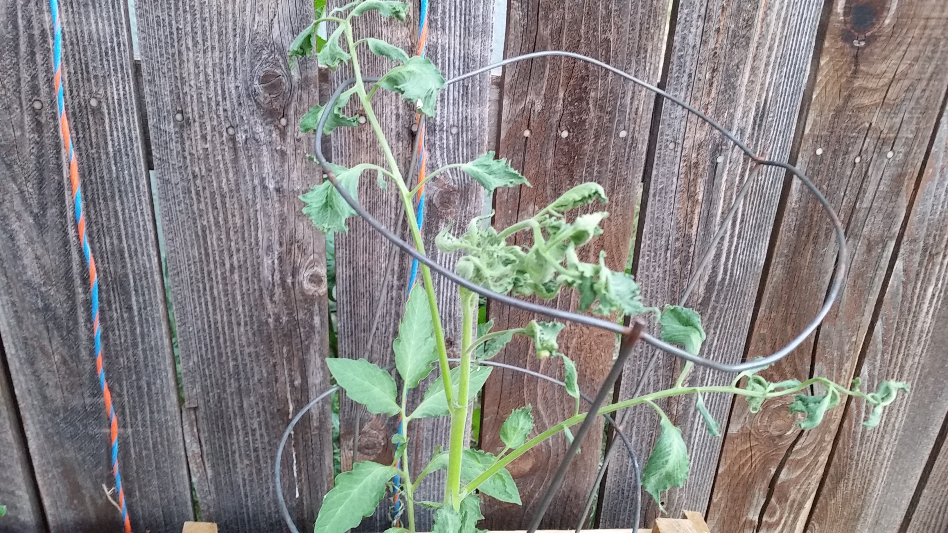 Tomato Leaves Deformed Curled 332528 Ask Extension