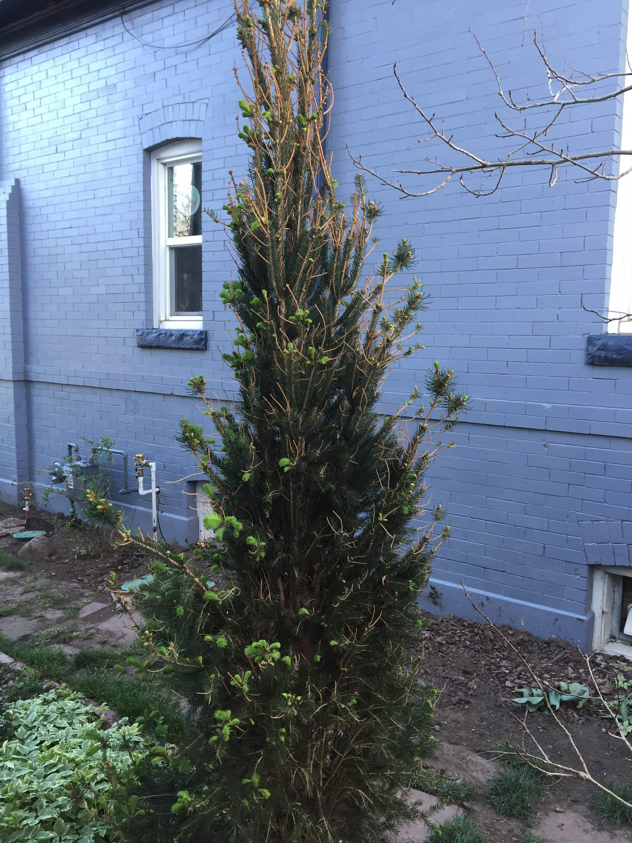 Frost Damaged Norway Spruce What To Do Ask Extension